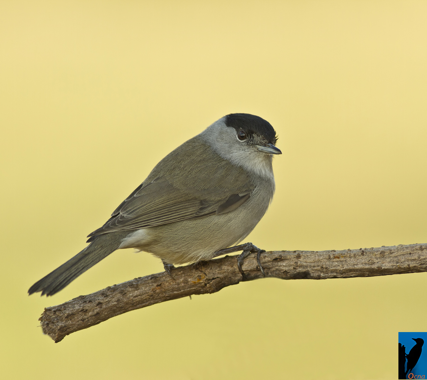 capinera maschio.....all'alba