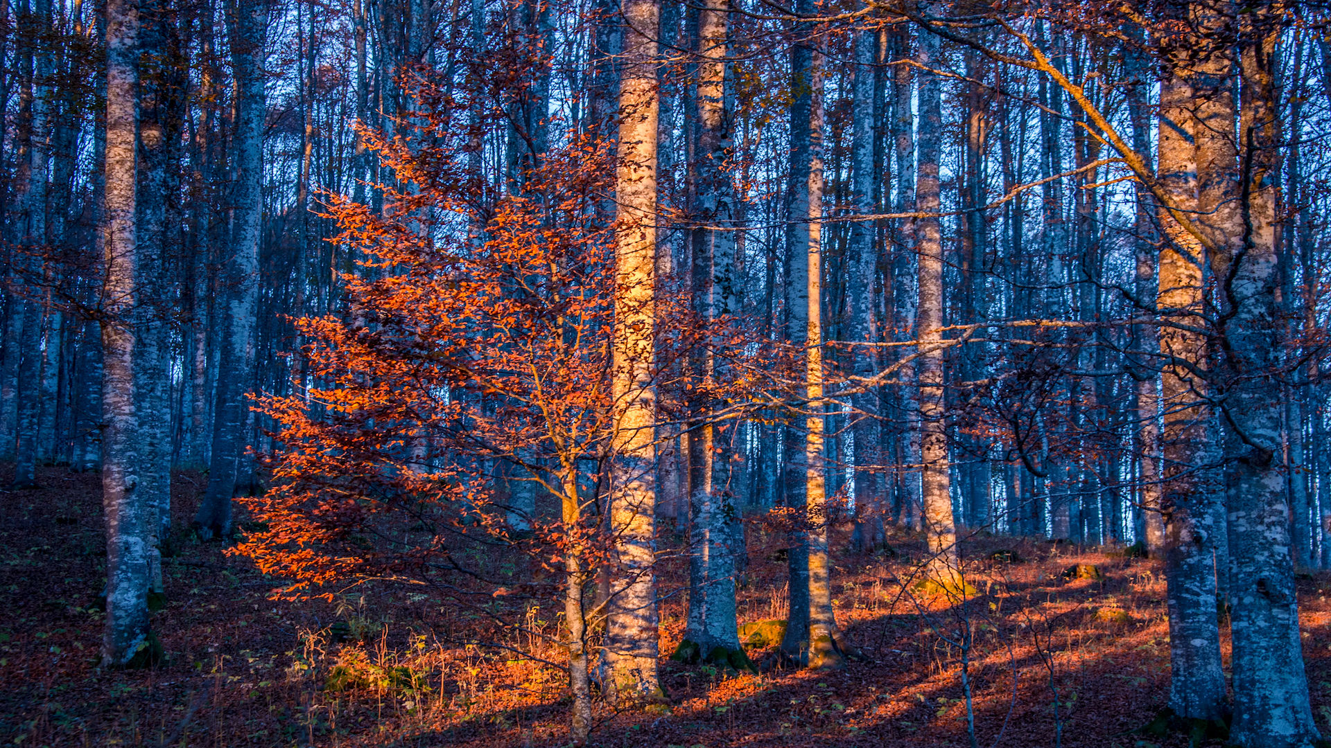 aspettando l'alba nella foresta del cansiglio