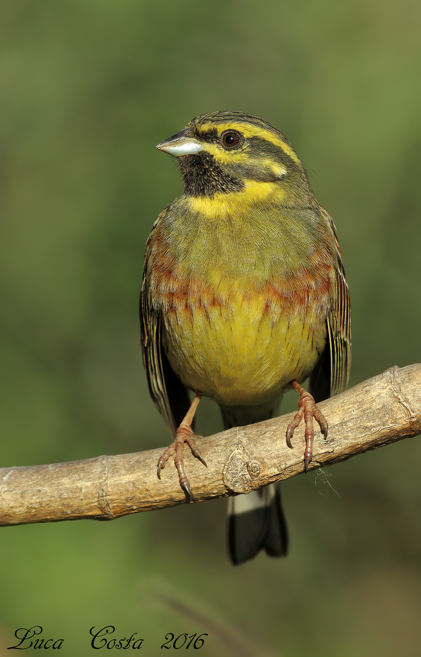 Ancora Lui.....Zigolo Nero