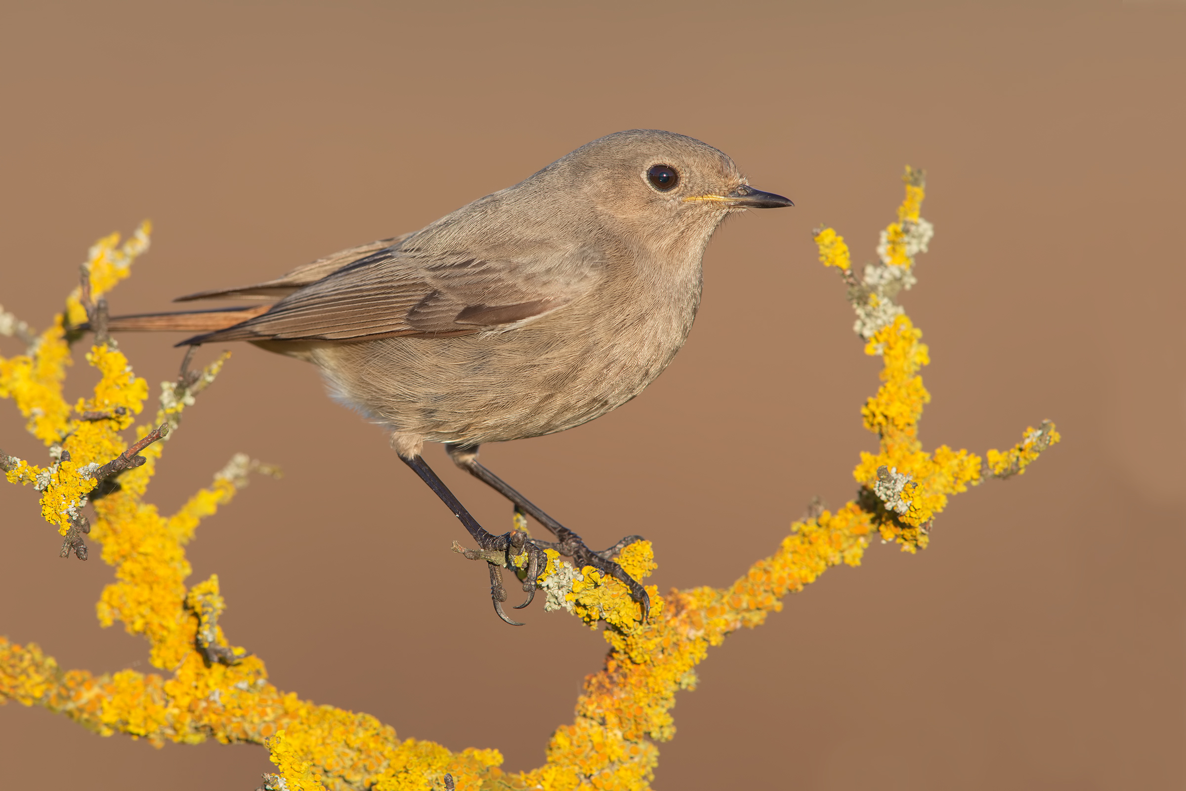 Codirosso spazzacamino