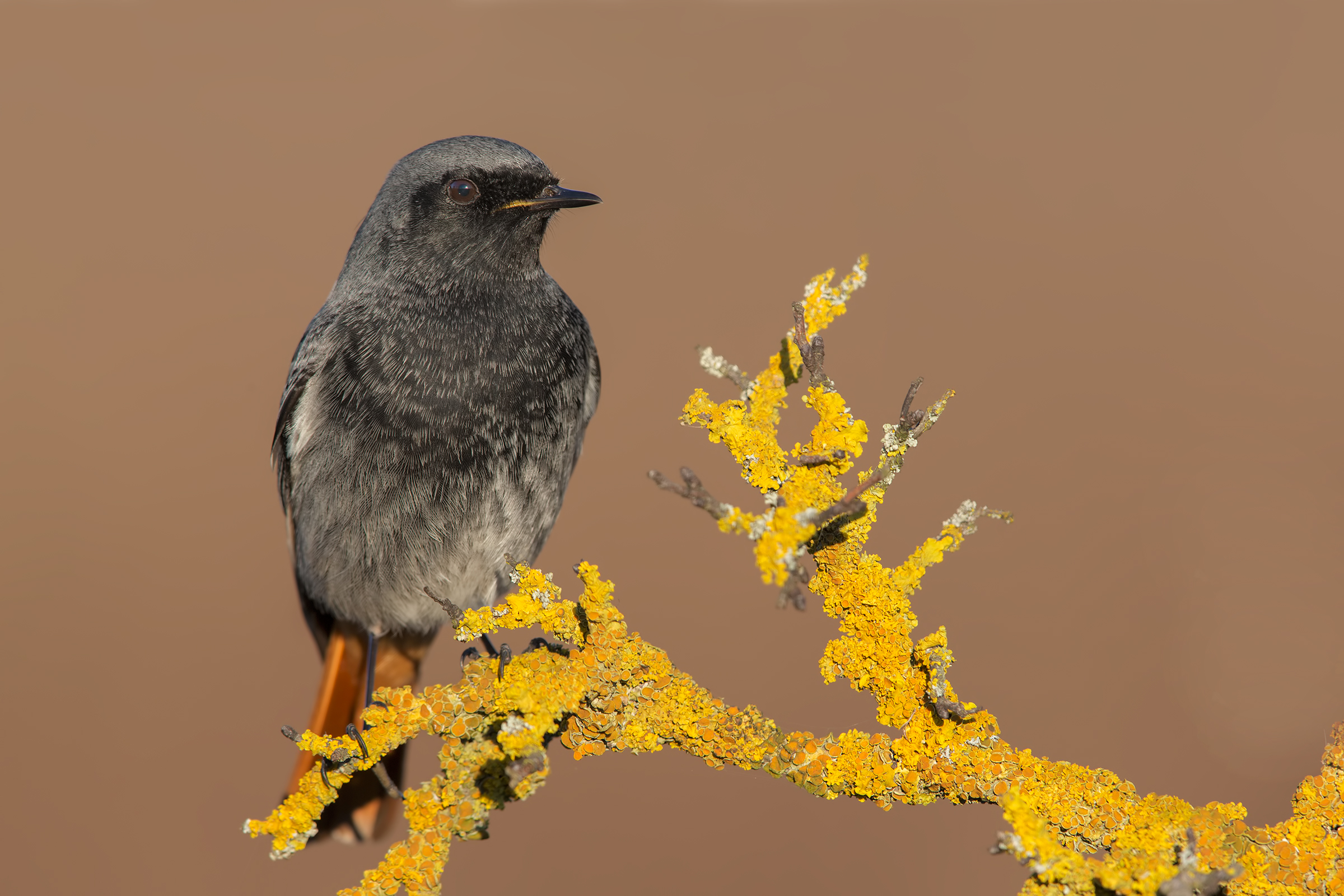 Codirosso spazzacamino