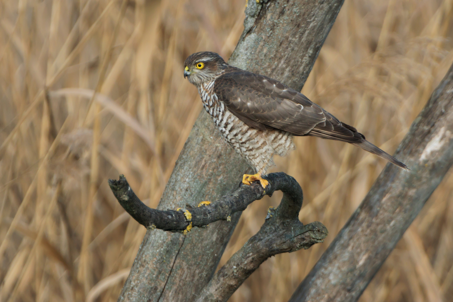 sparrowhawk