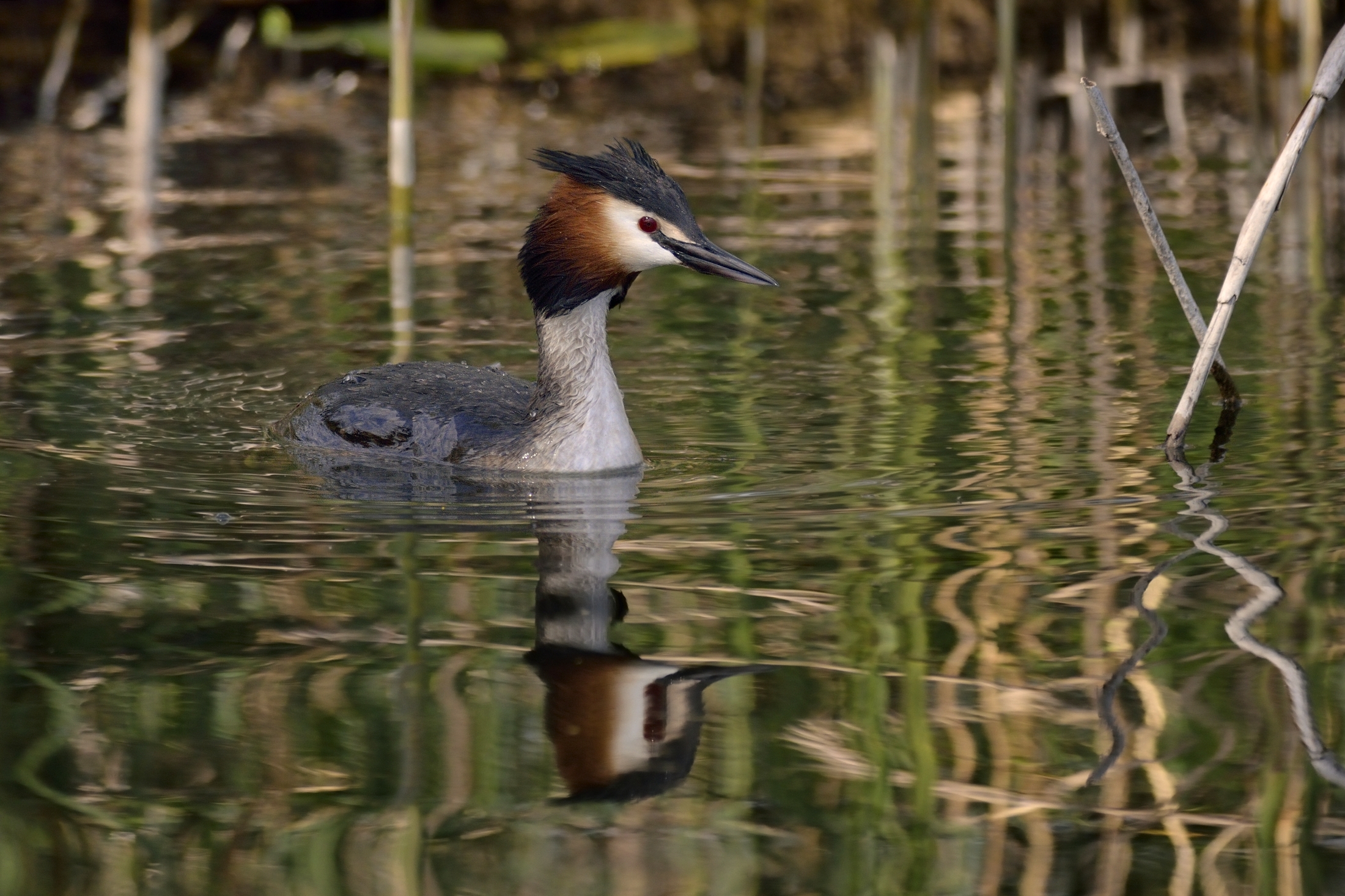 Grebe