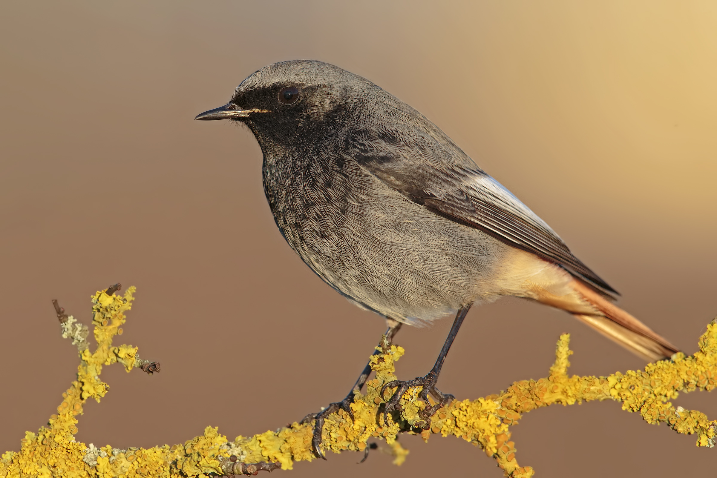 magnolfi ..colpisce ancora!!