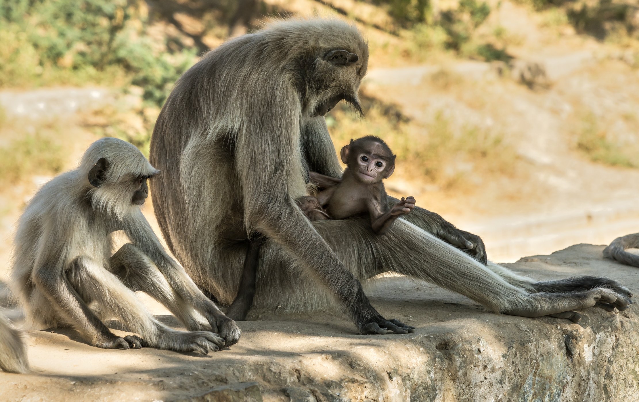 Gujarat 2015 - Langur alle rovine di un Tempio