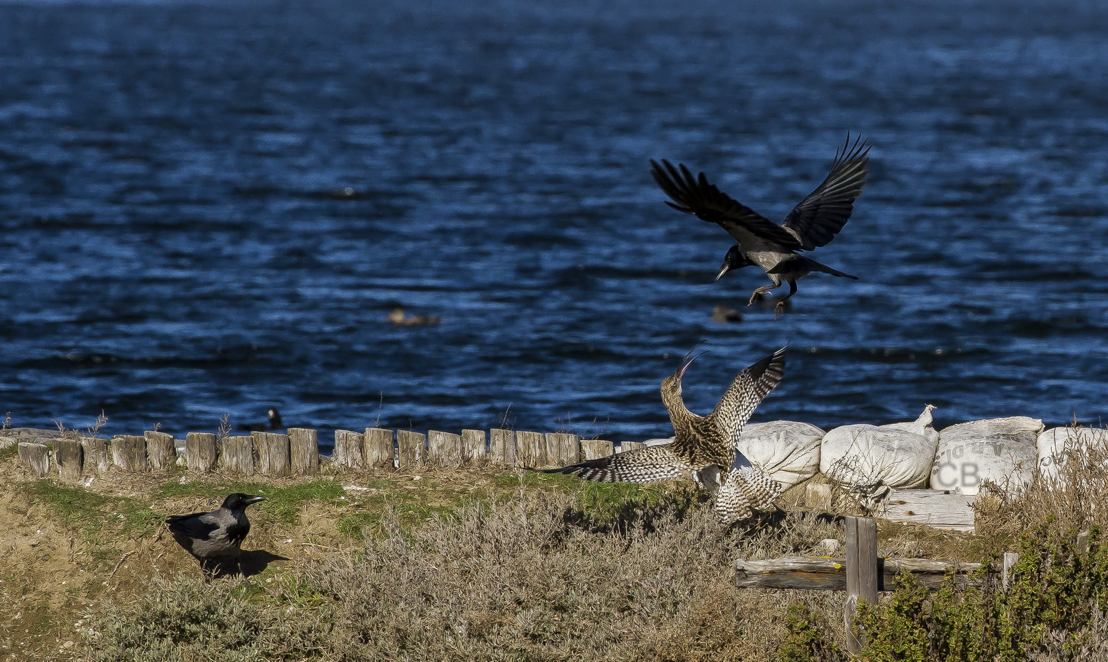 Curlew with Cornacchia