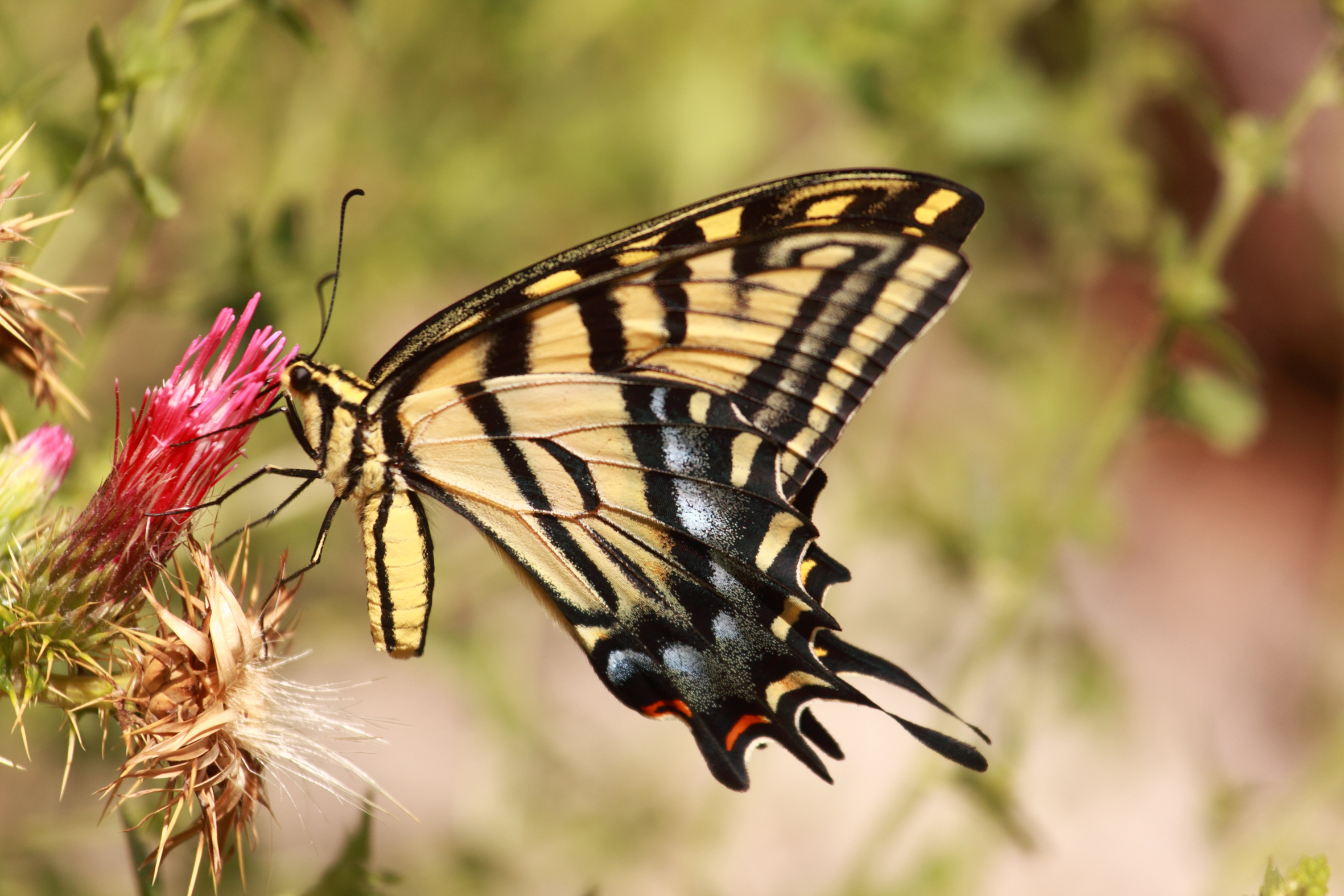 butterfly at large canyon
