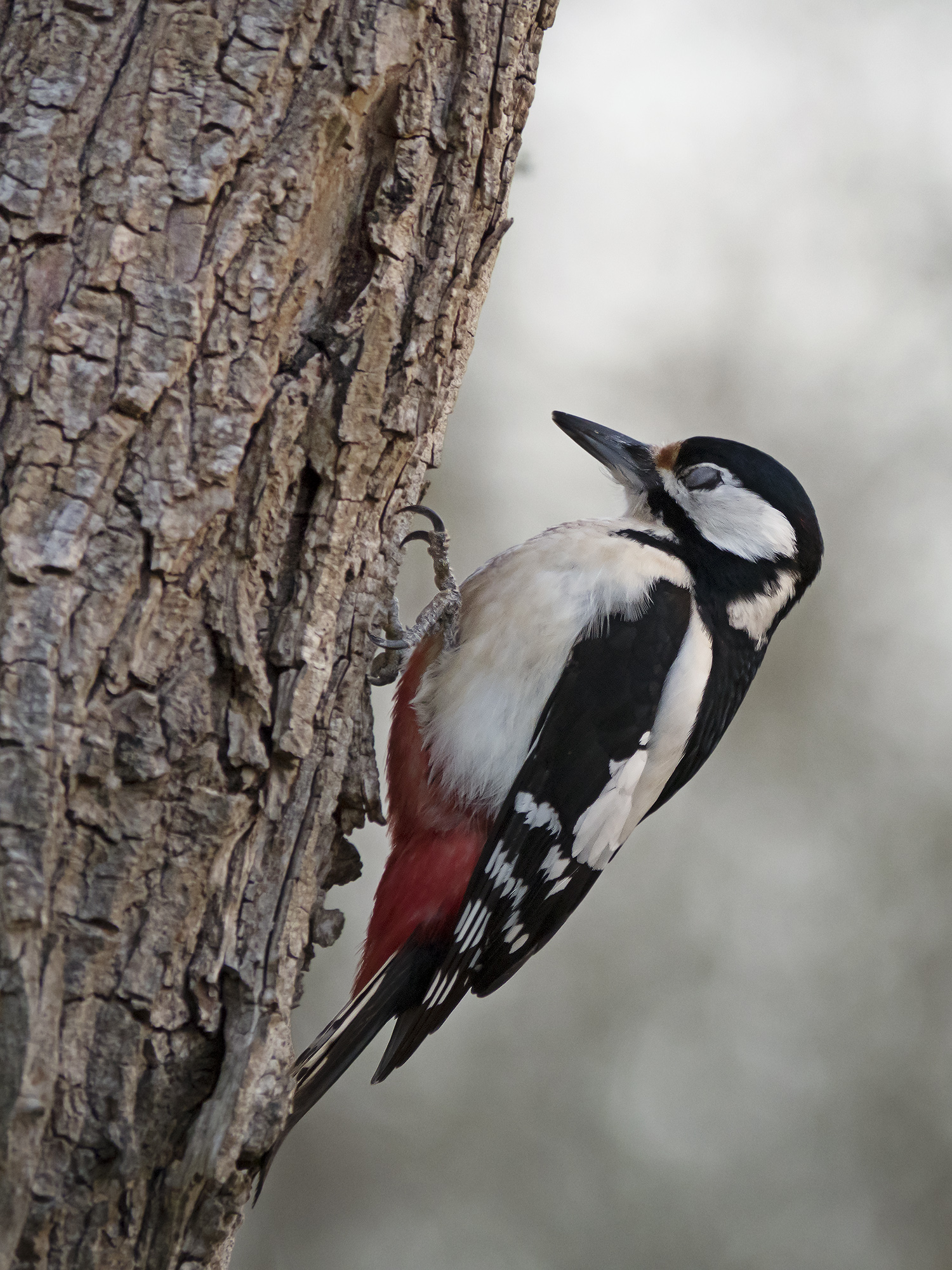 red and nictitating membrane woodpecker