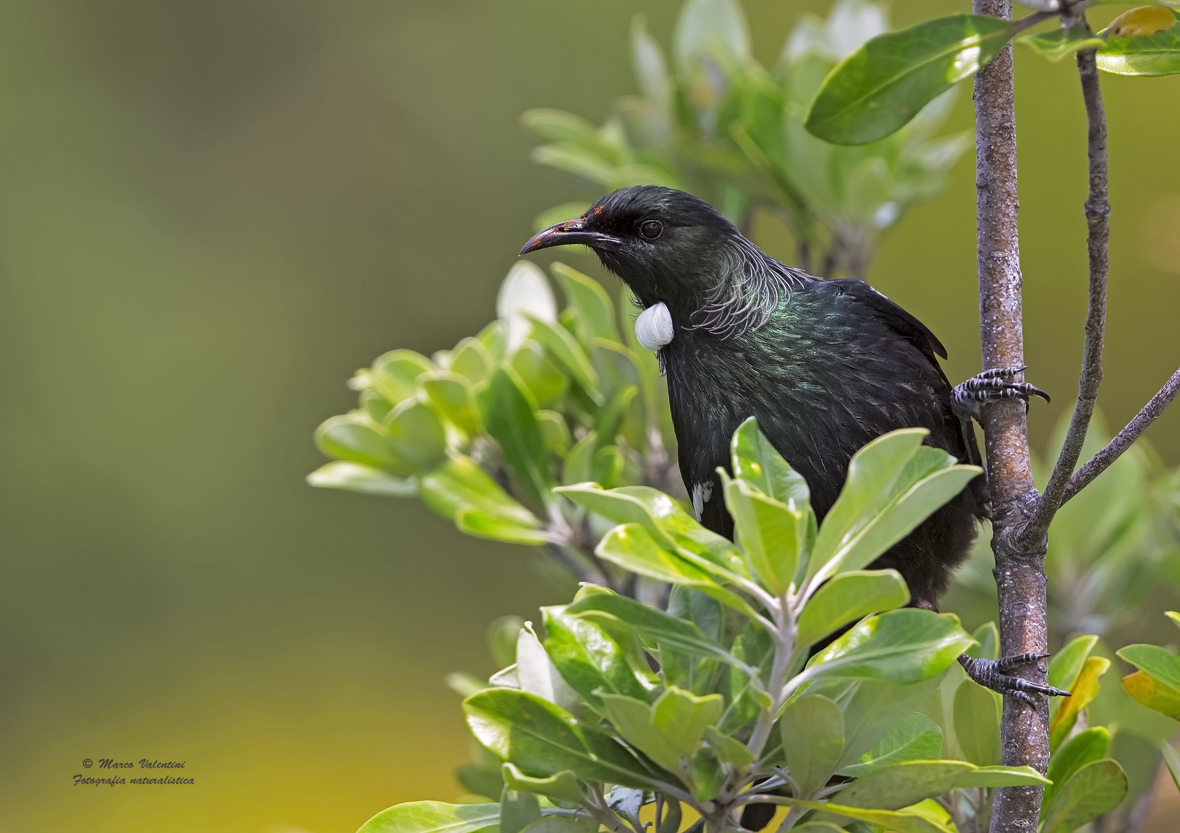 Tui and leaves