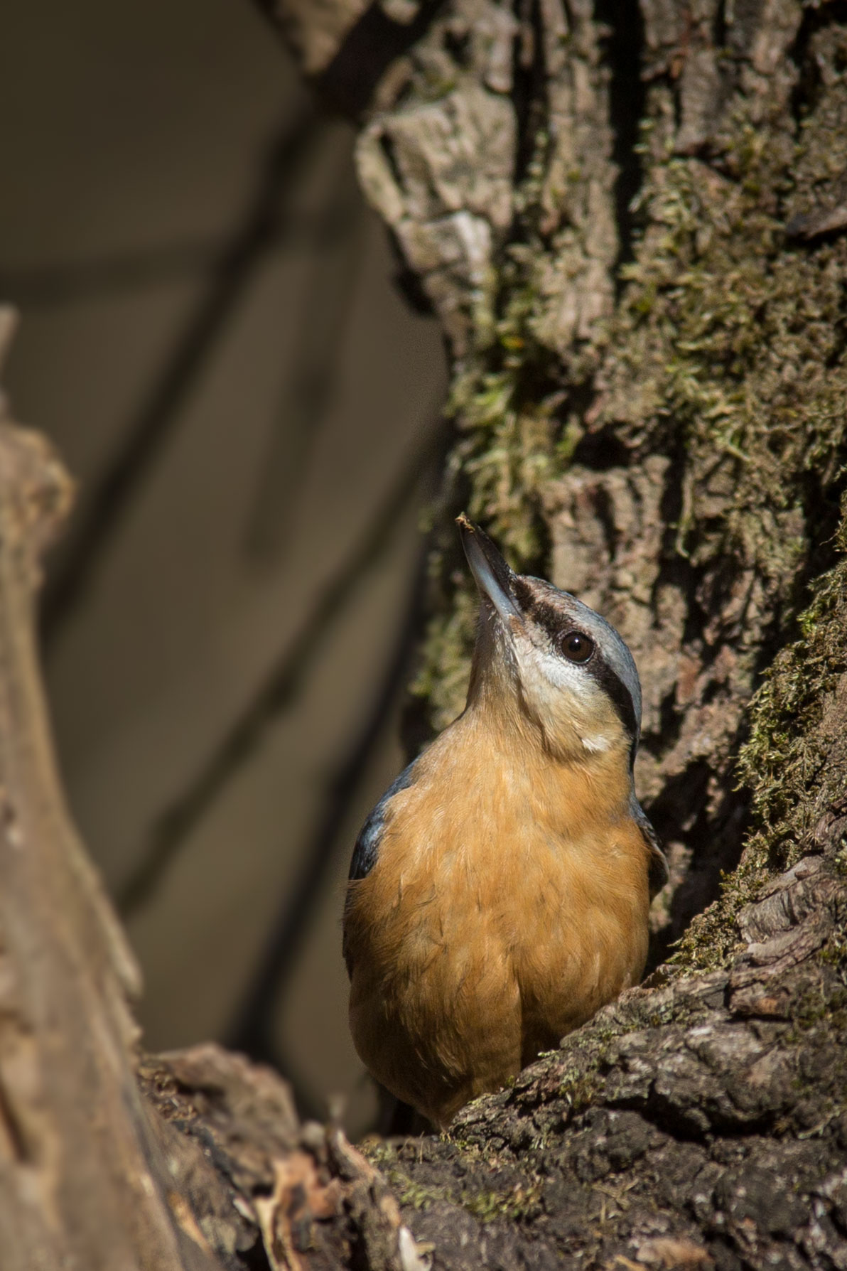 The charm of the mason