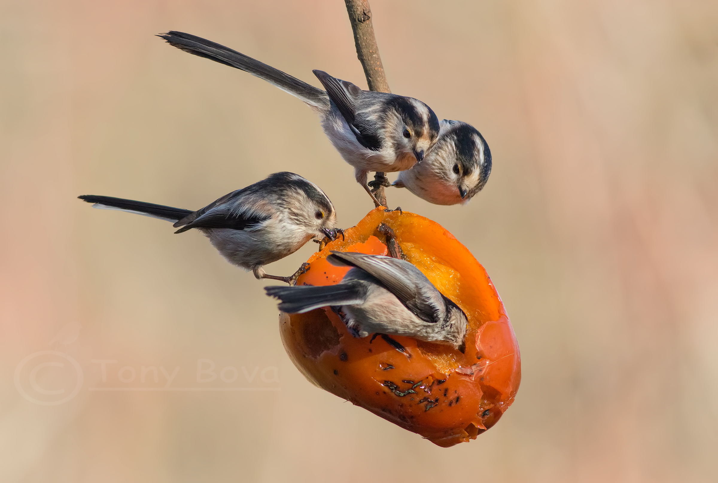 Ora tocca un po' a noi !!!!
