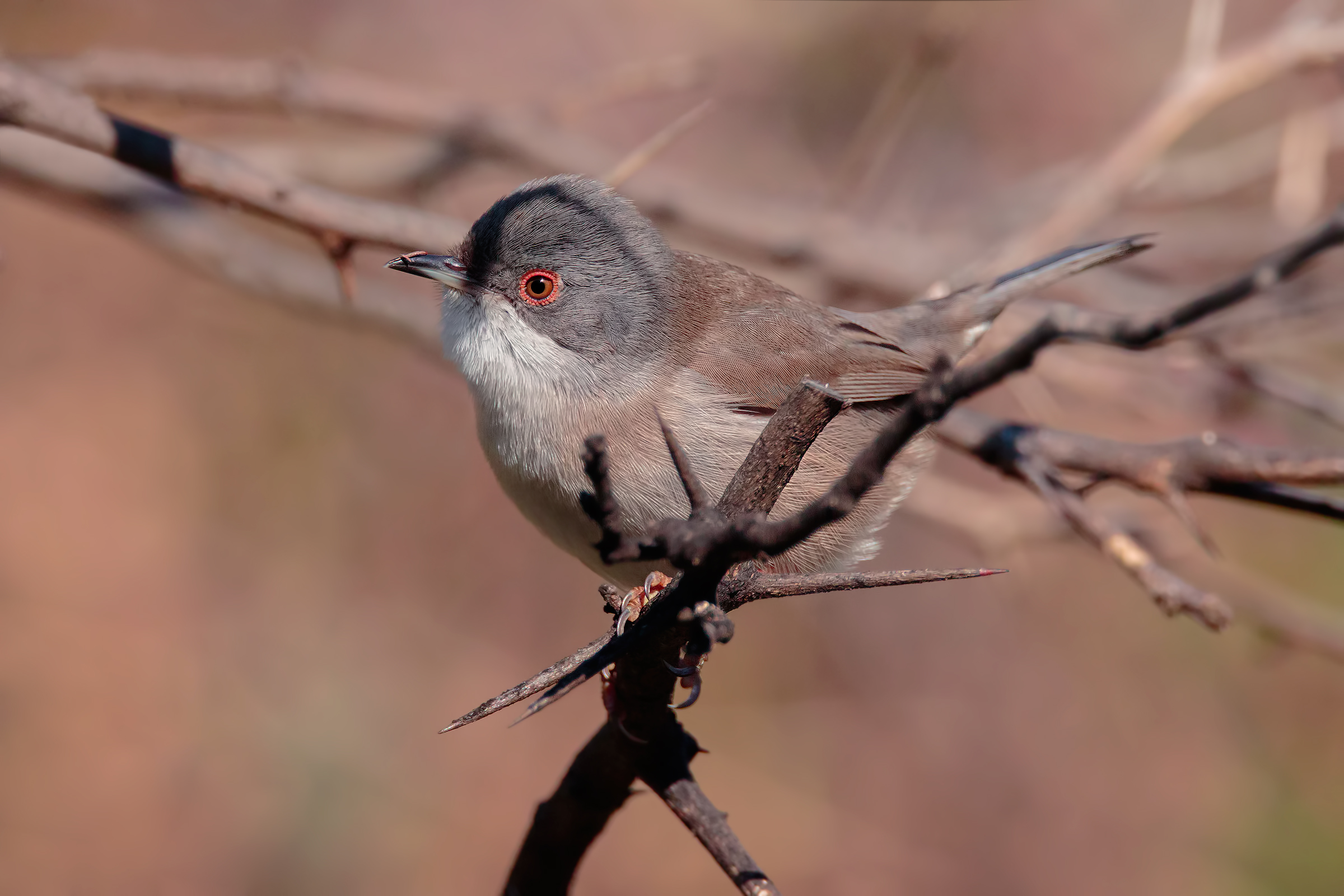 Occhiocotta imboscata