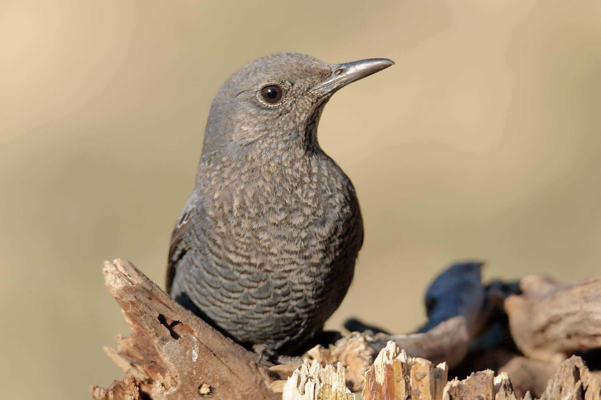 monticola solitarius