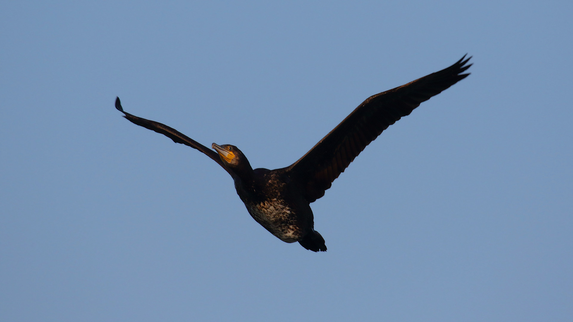 cormorant in flight