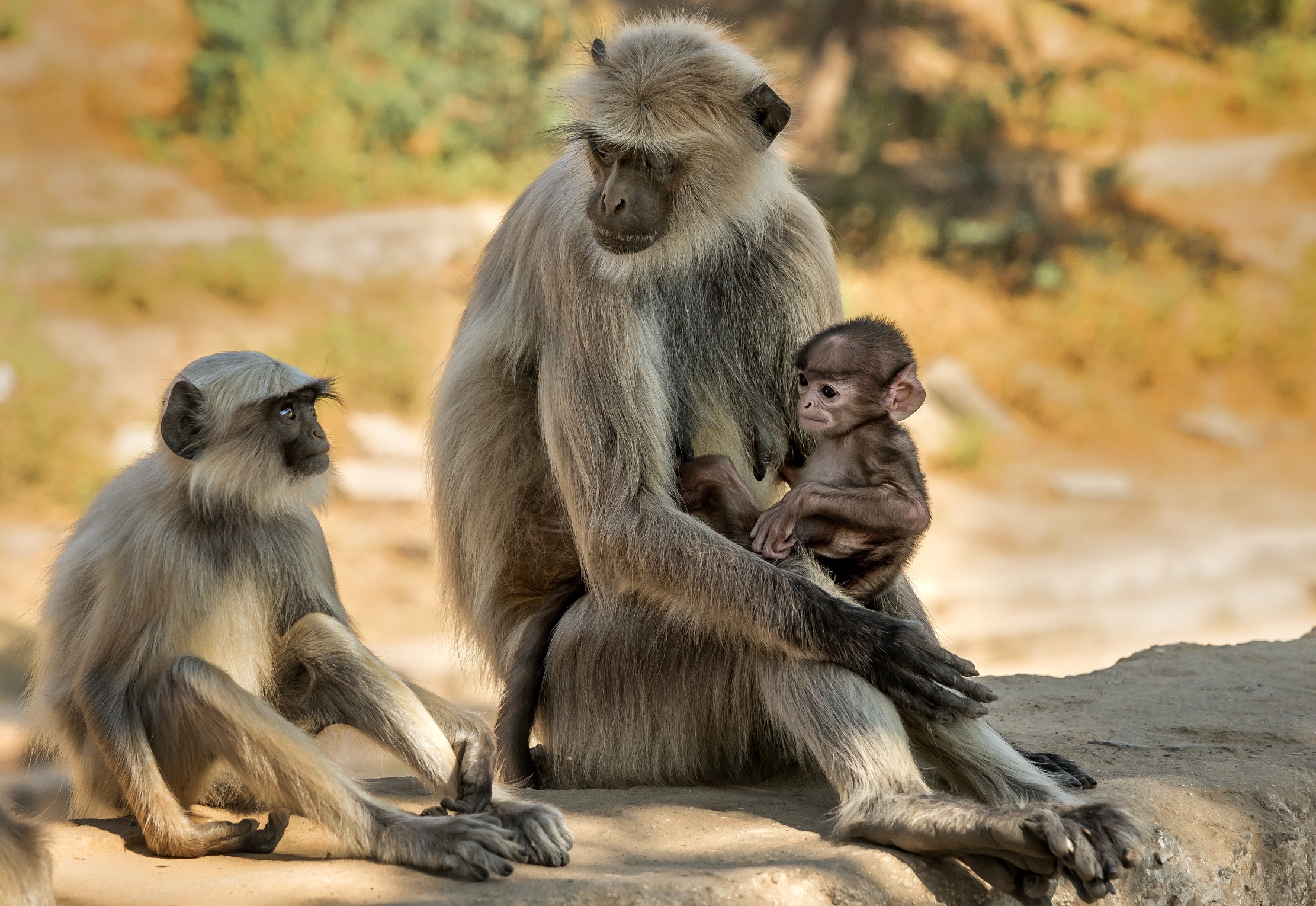 Gujarat 2015 - Langur alle rovine di un Tempio