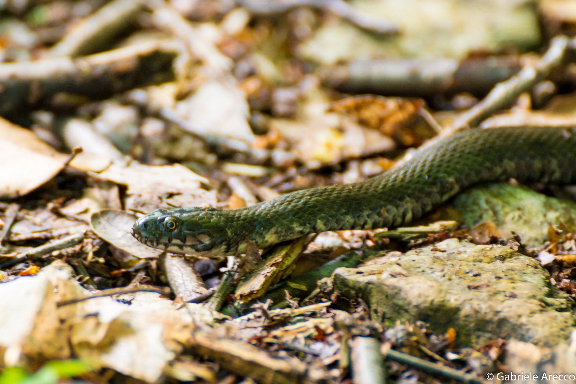 Dumbledore on the leaves