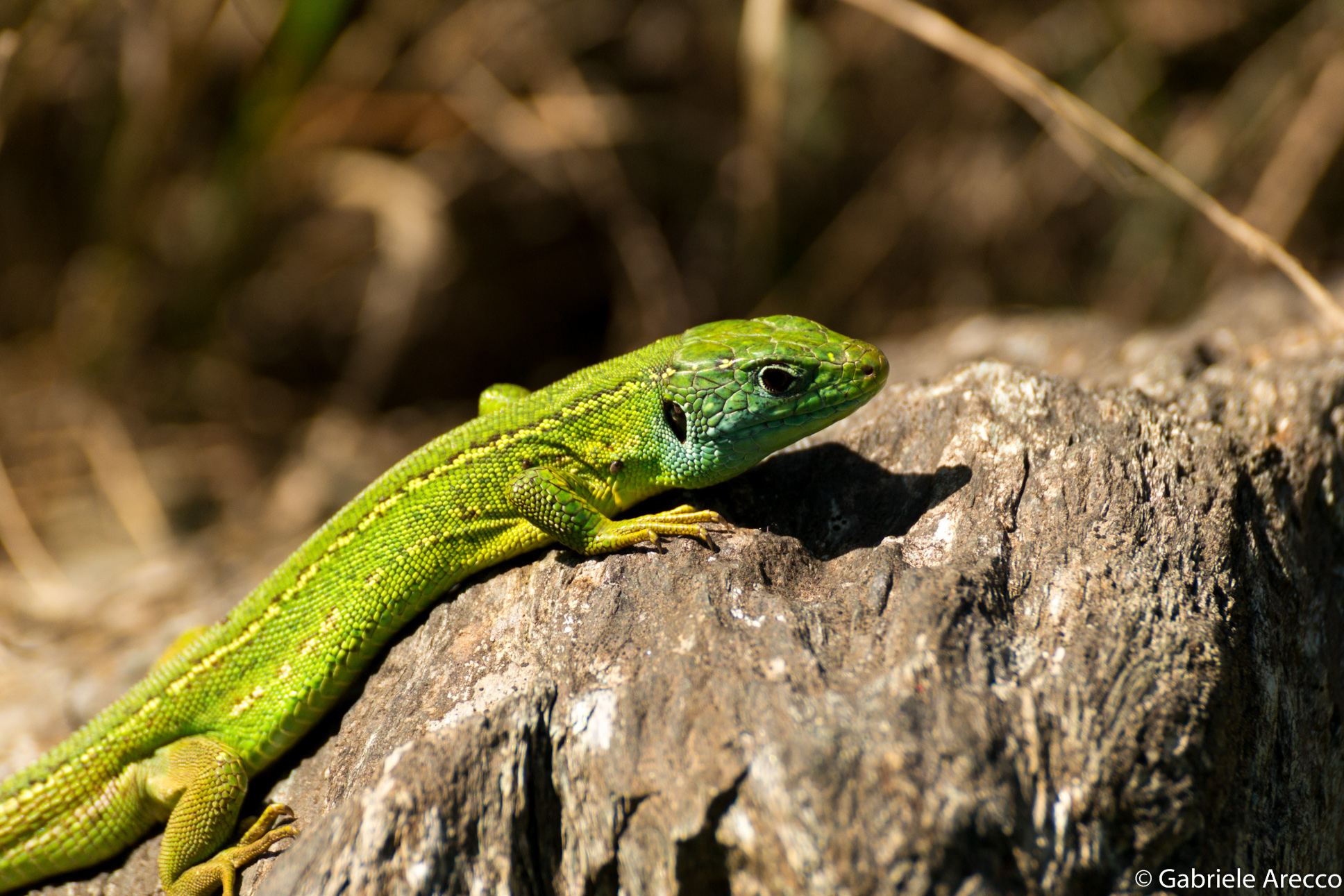 green lizard