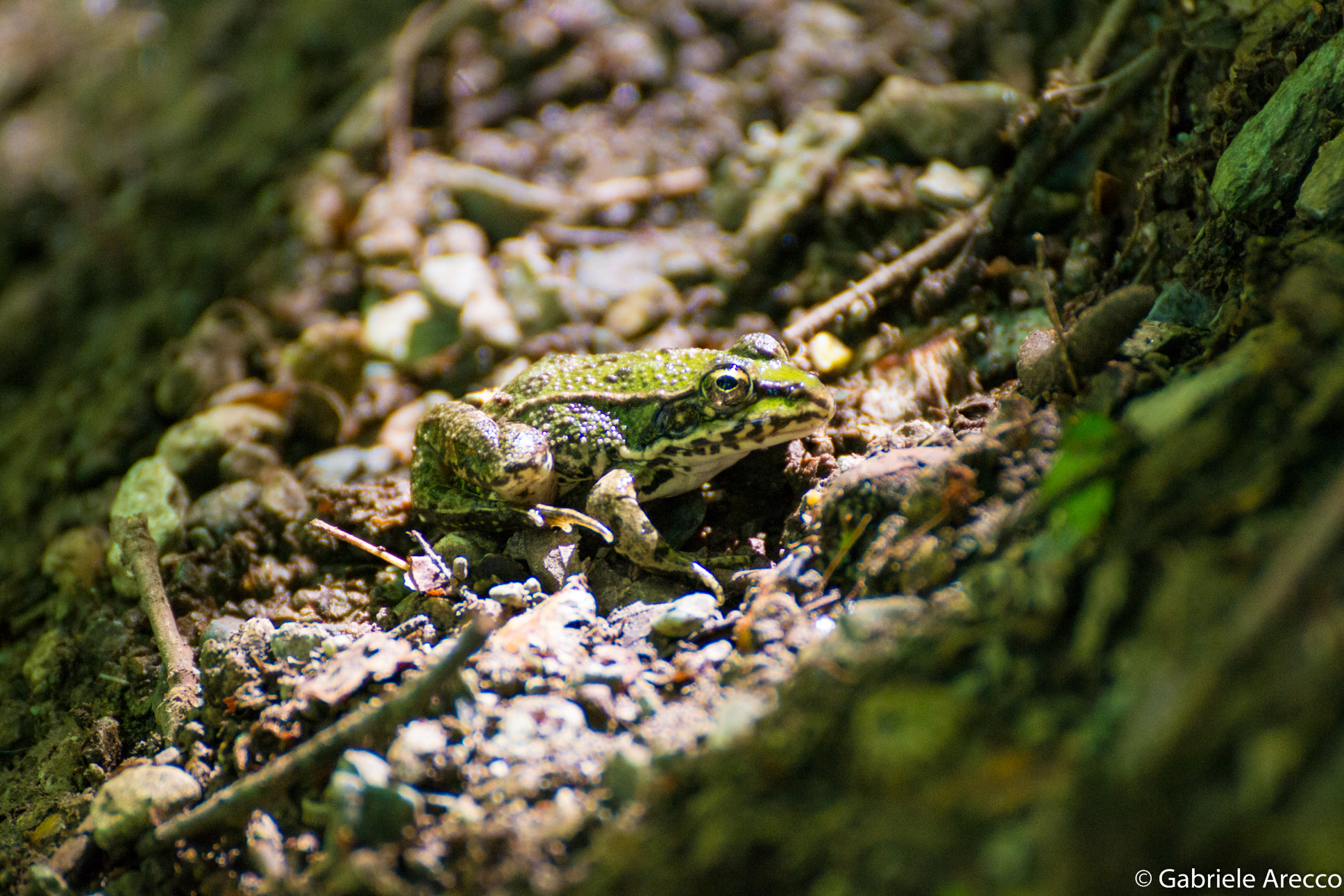 Toad strangely photogenic
