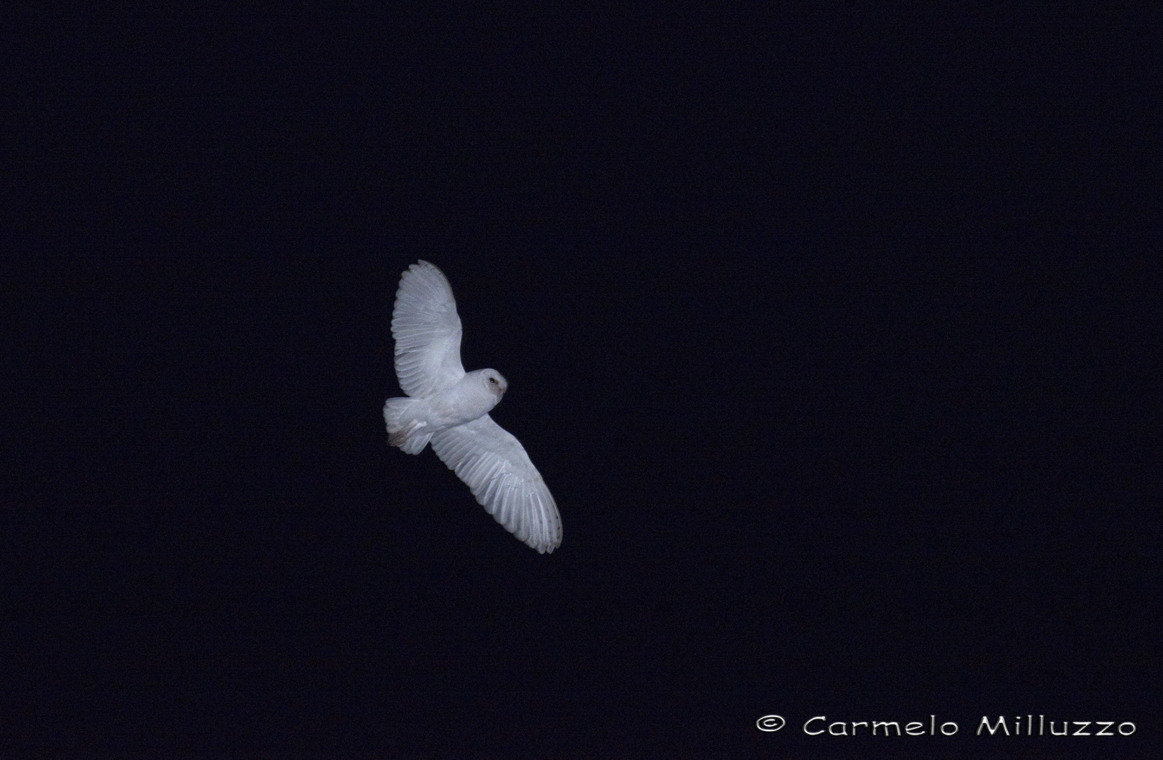 Barbagianni in volo notturno