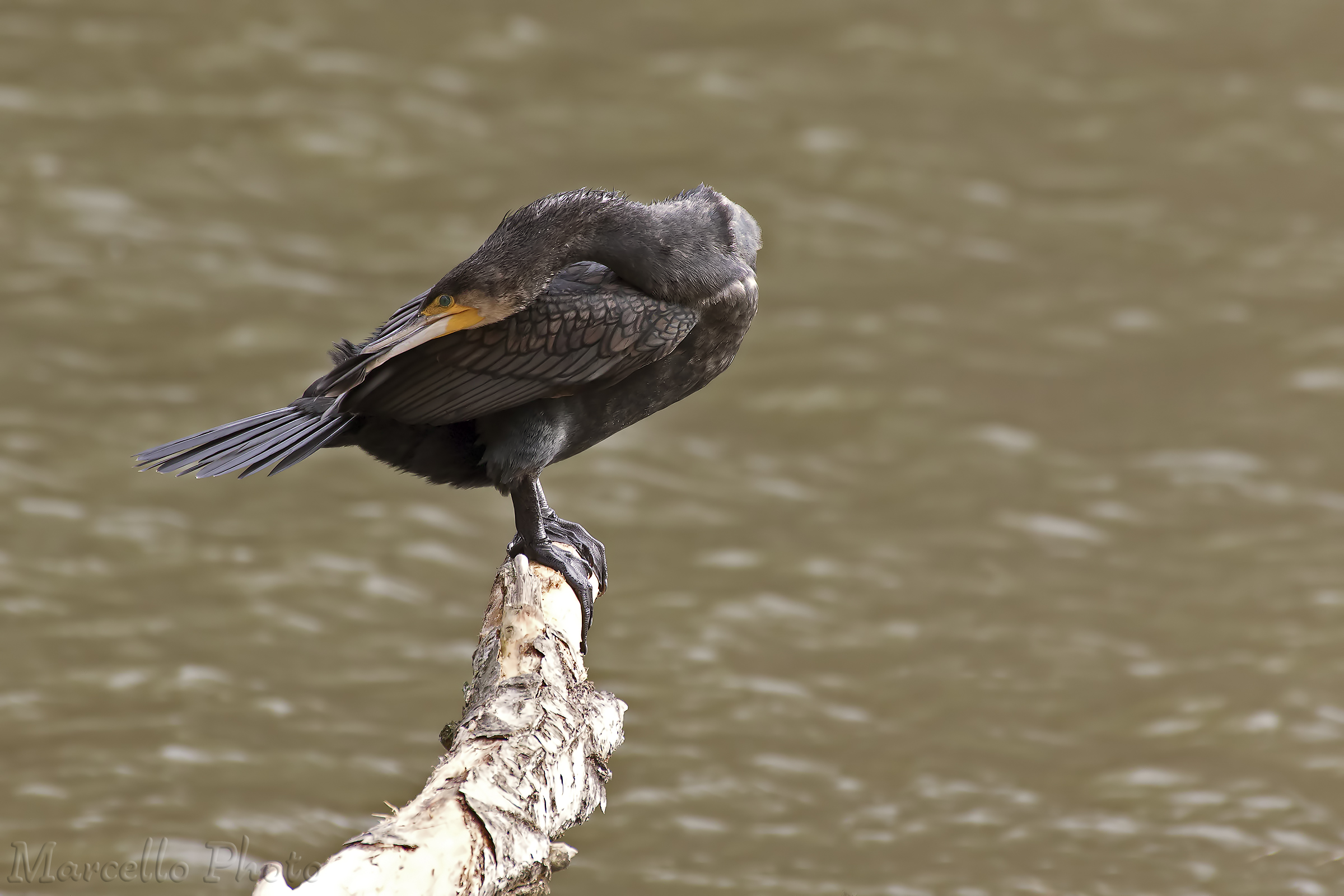 Cormorano, pulizie sarali
