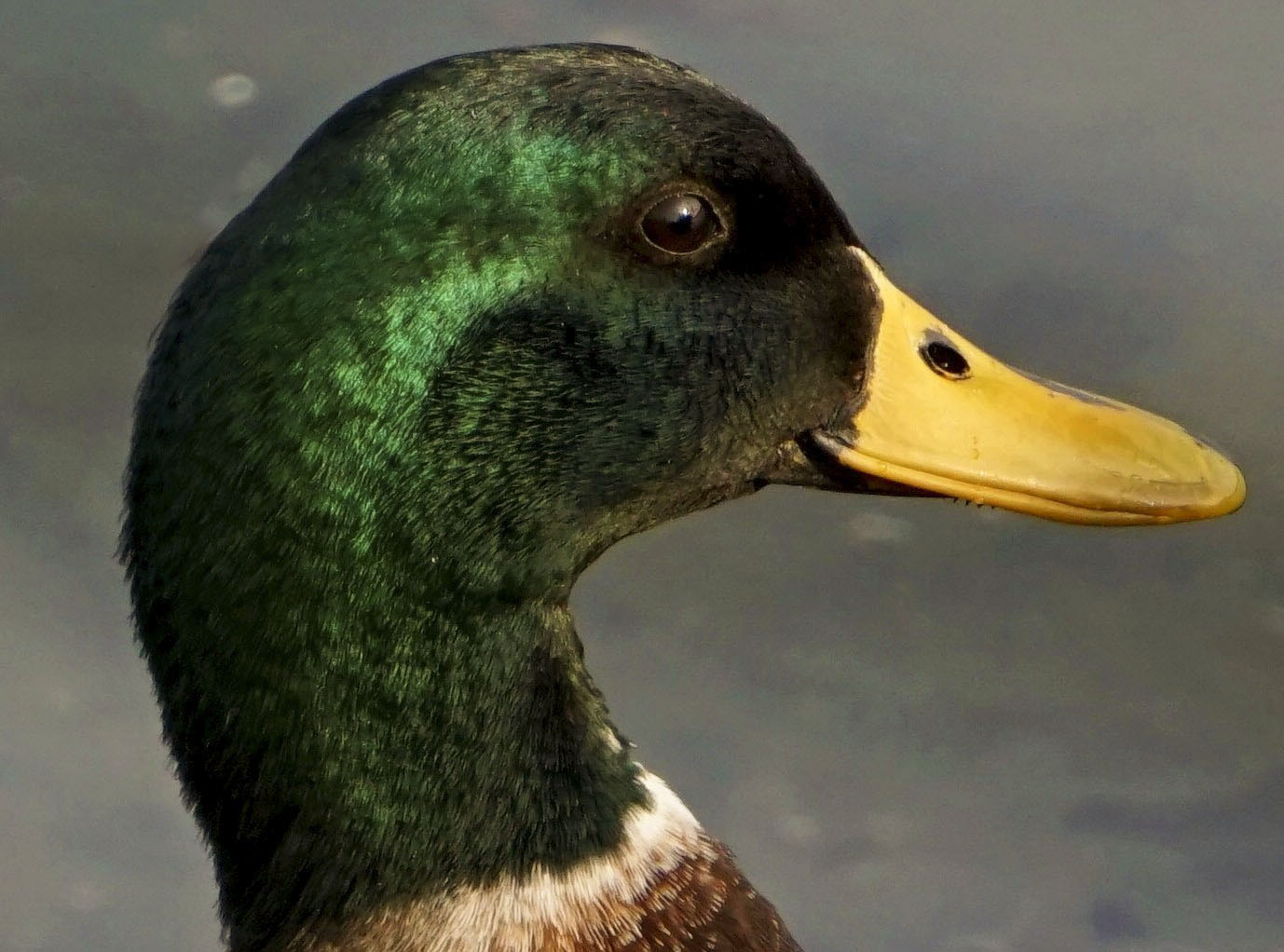 Portait of a Duck...splendido esemplare di Germano Real