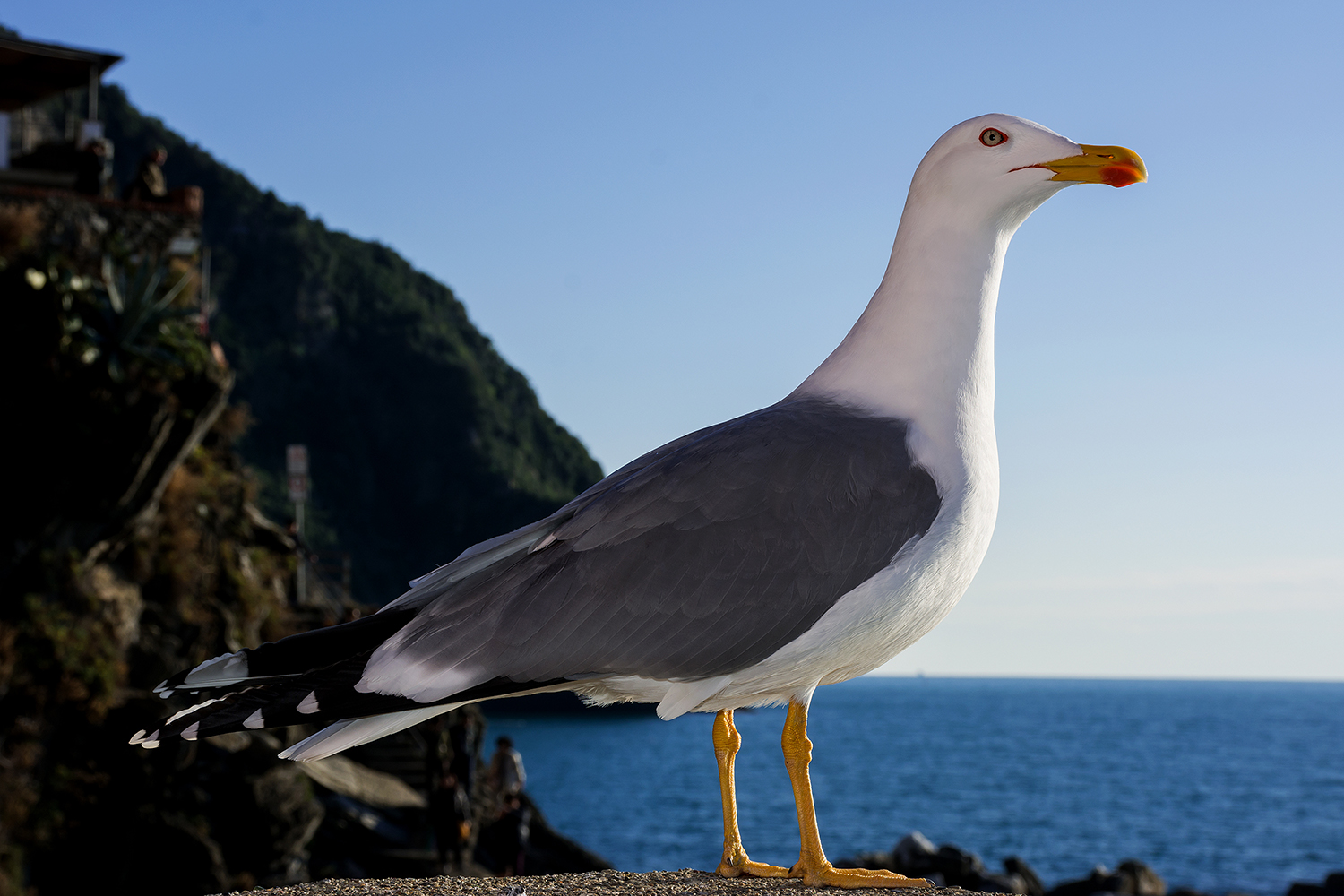 Il gabbiano di Riomaggiore