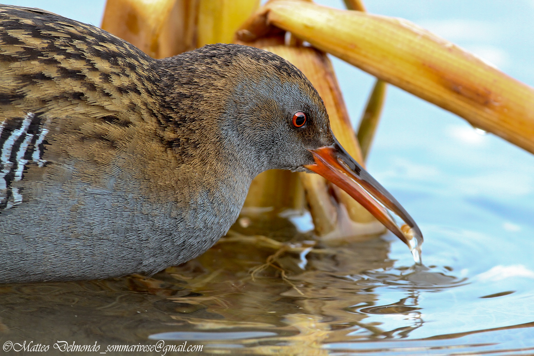 Close up of the Water Rail