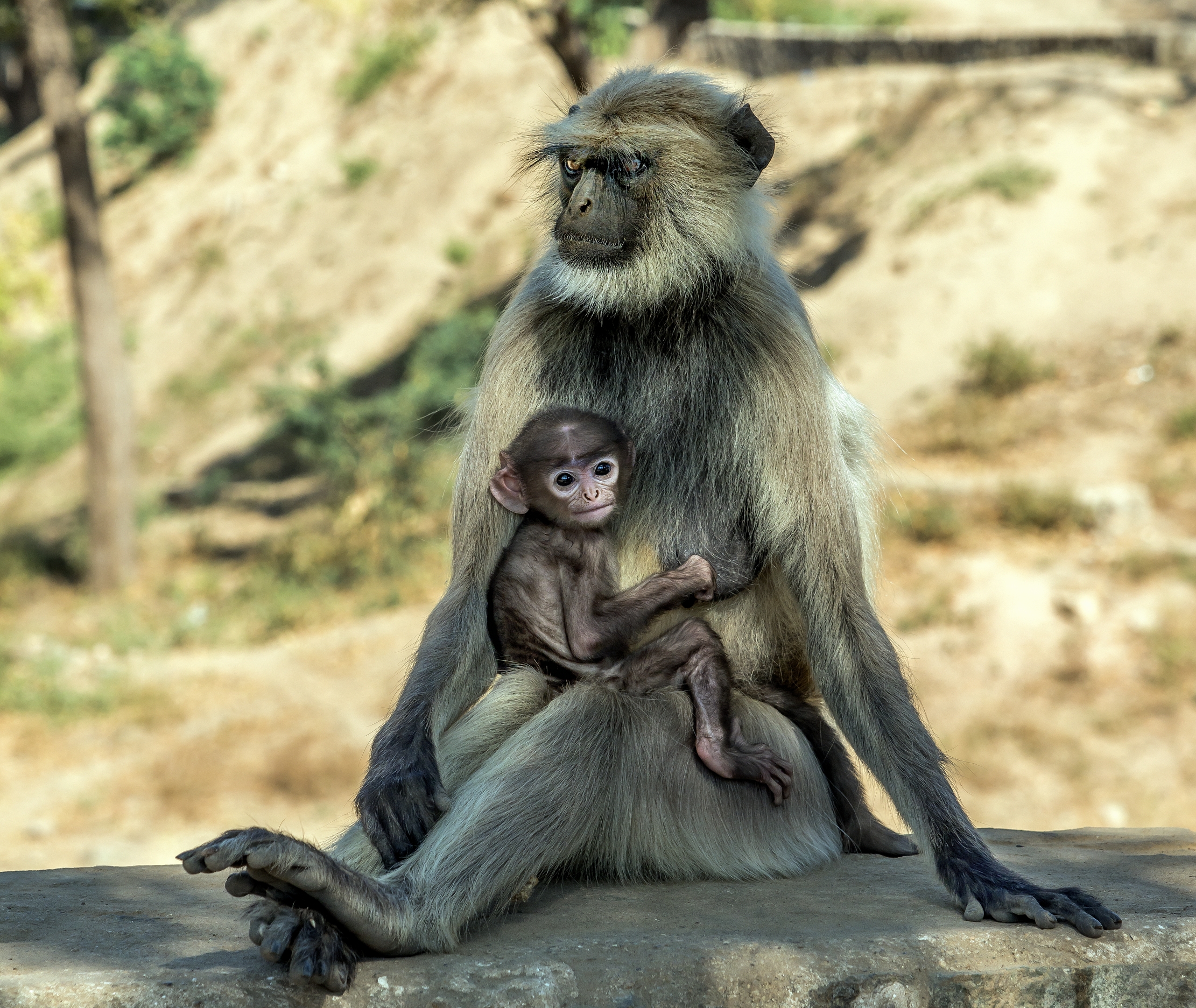 Gujarat 2015 - In un Tempio in rovina