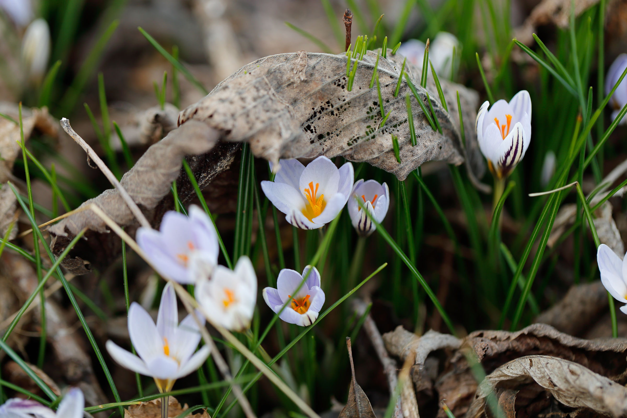 crocus