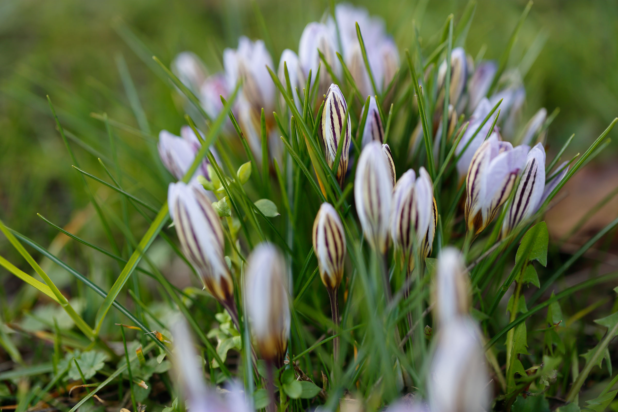 primavera anticipata