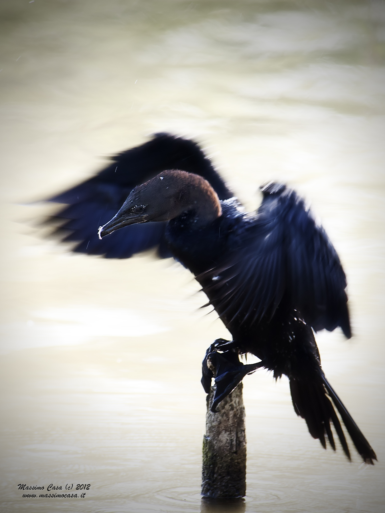 Phalacrocorac pygmeus - Pygmy Minor