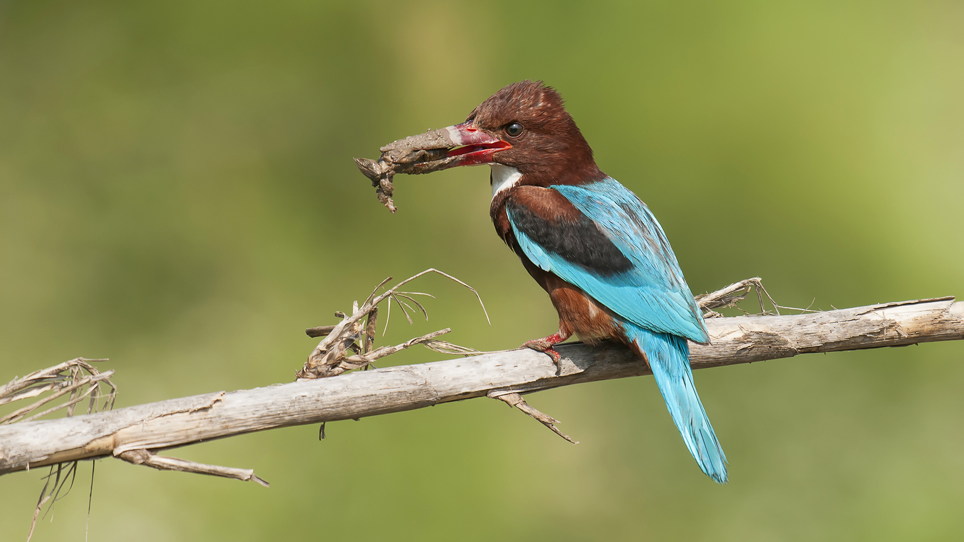 Halcyon smyrnensis »golabianca Kingfisher