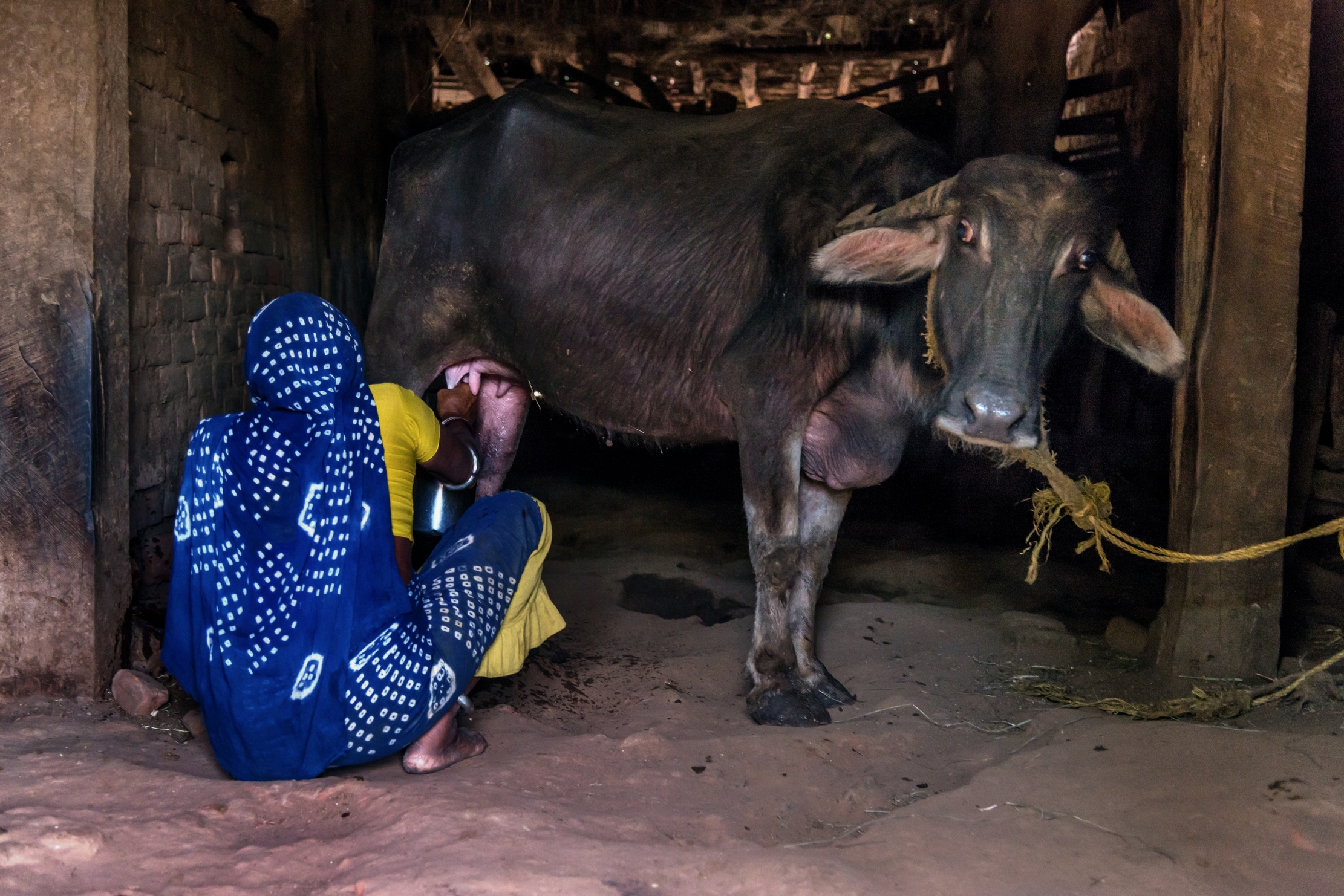 Gujarat 2015 - In campagna