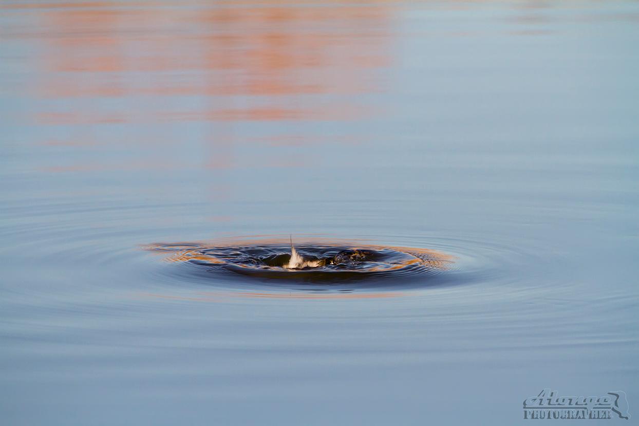 Tutto da tuffetto....