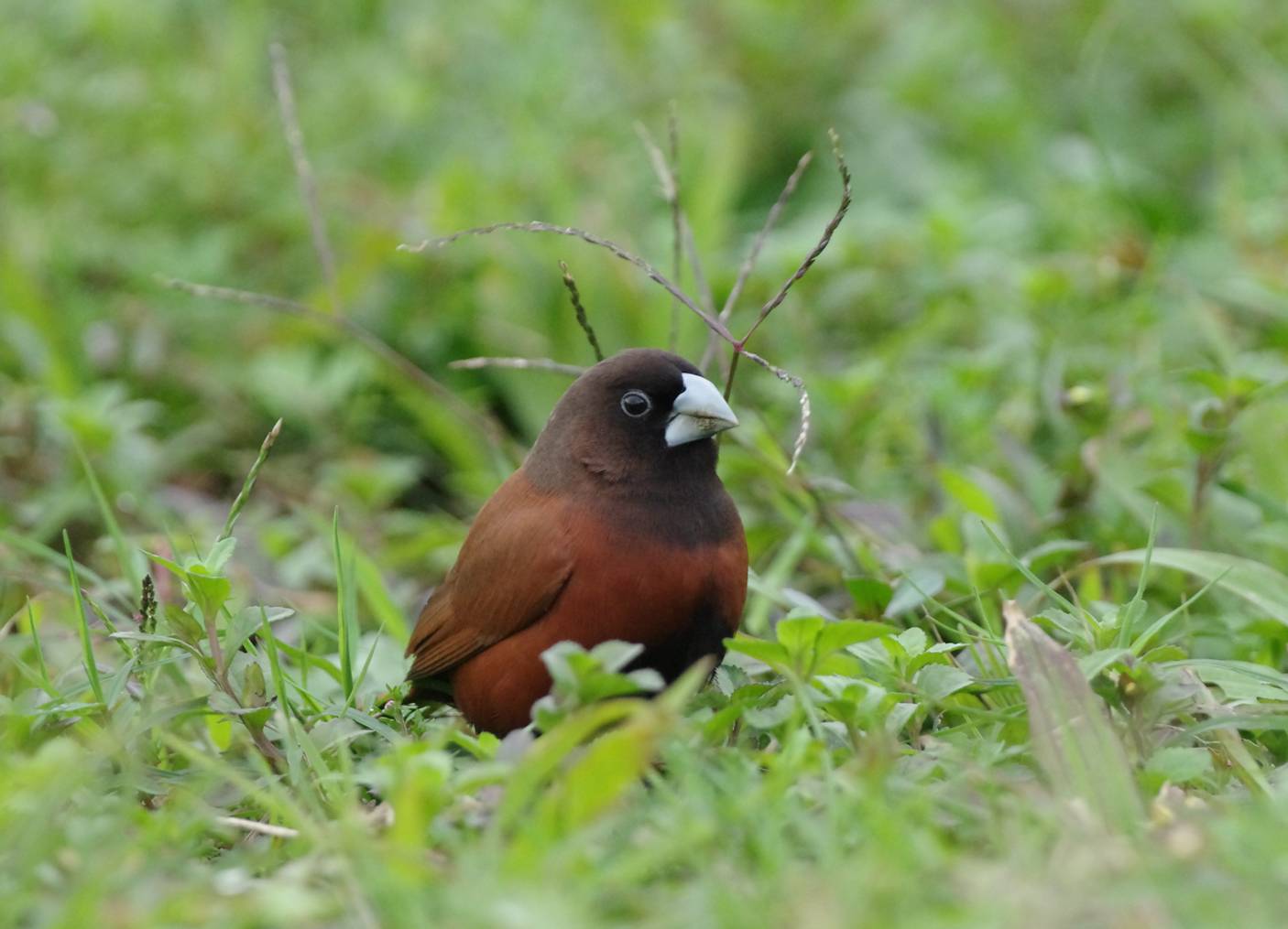 Black-headed Munia