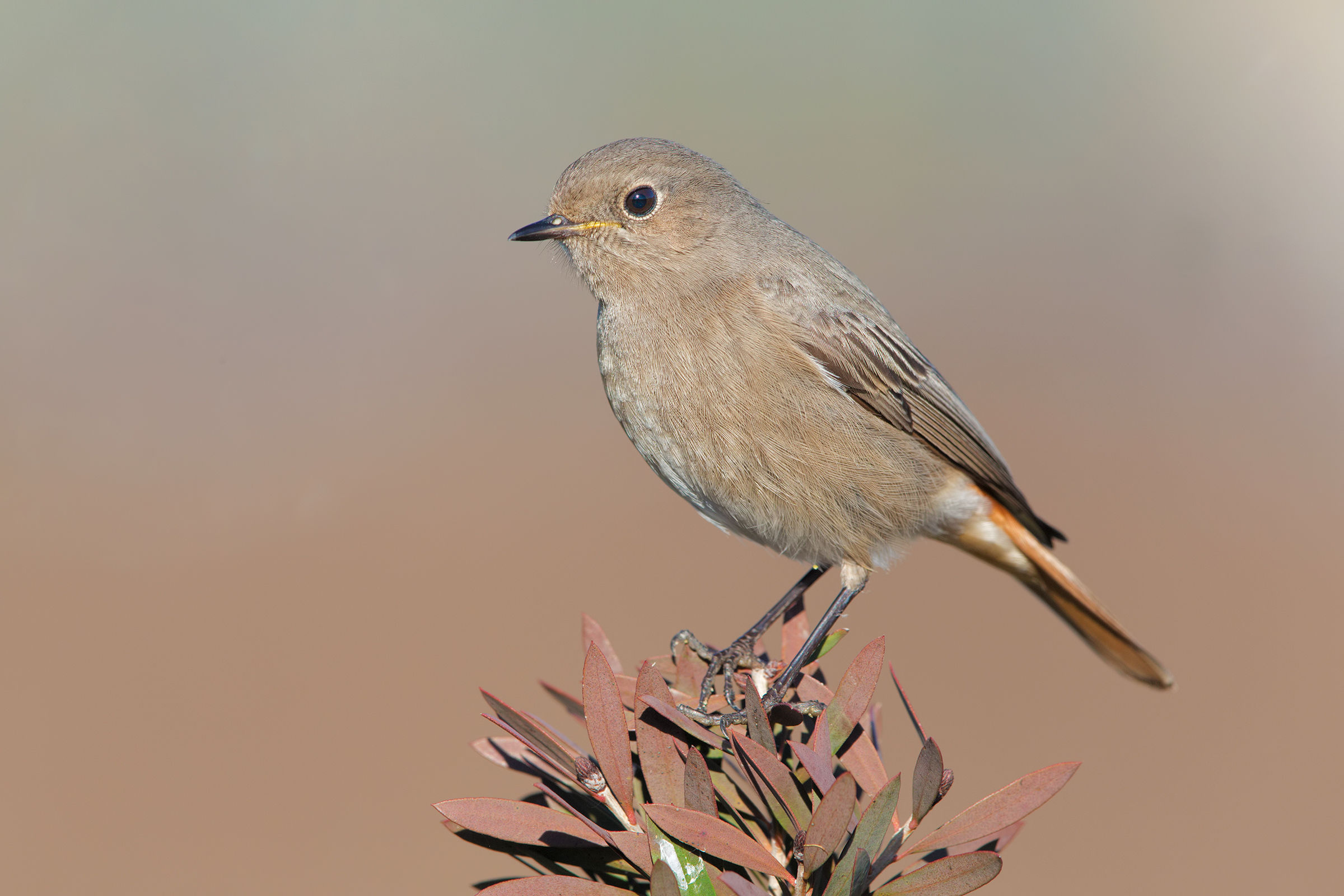 Codirosso spazzacamino