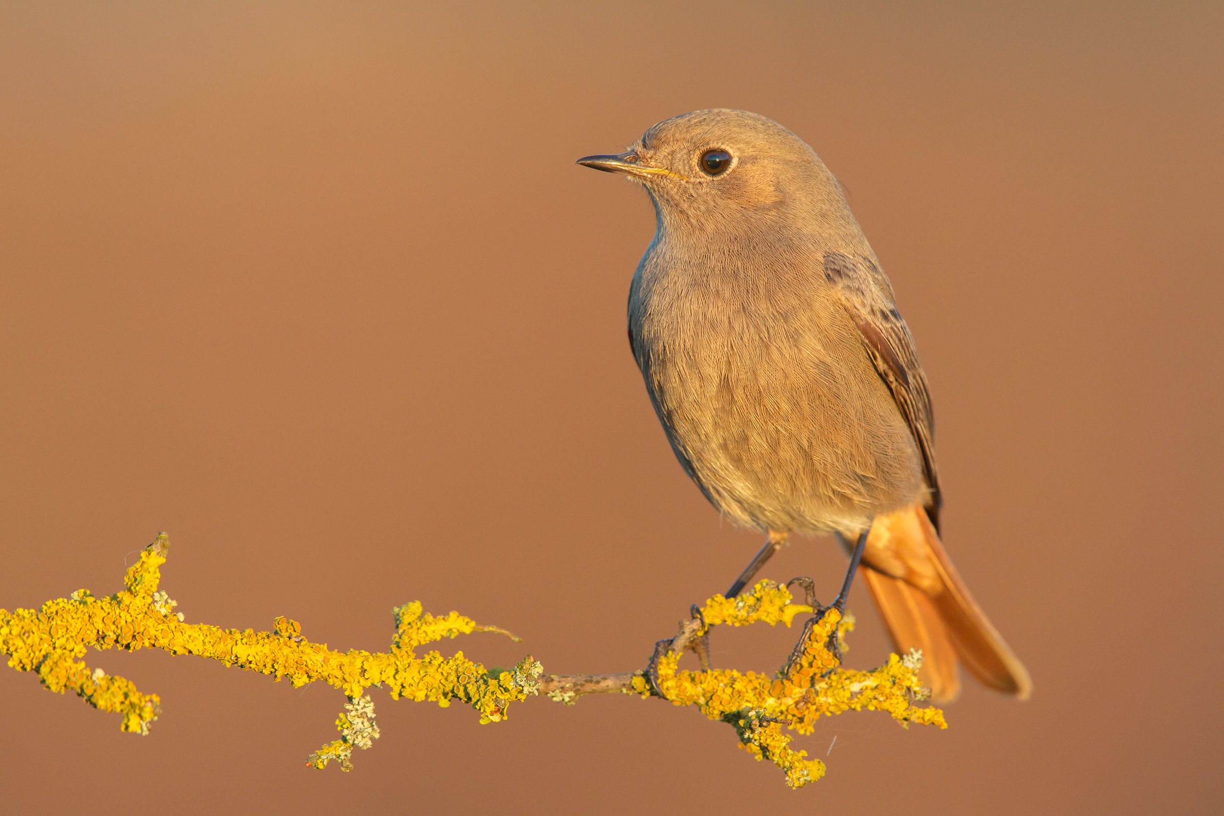 Codirosso spazzacamino