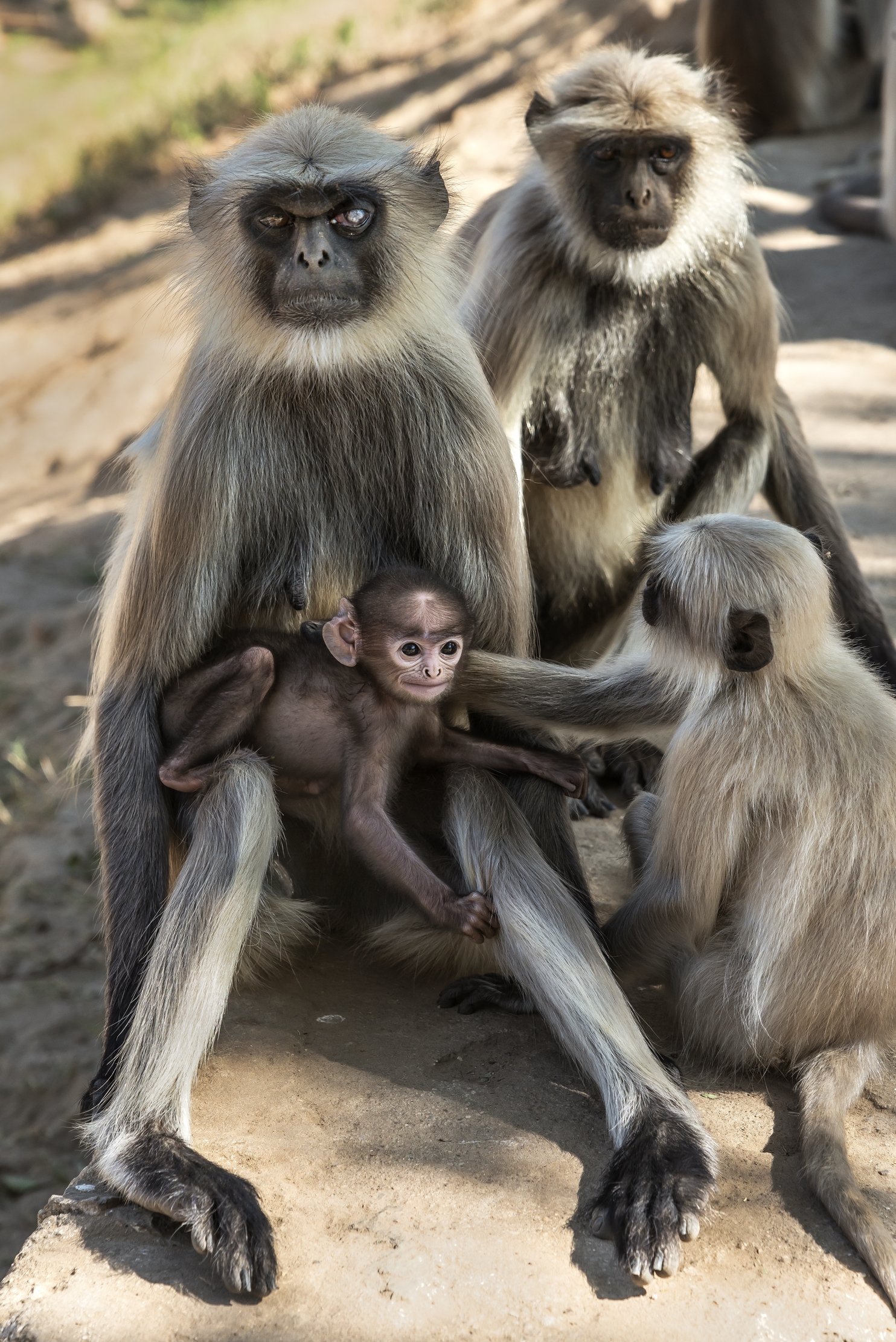 Gujarat 2015 - Langur, in un Tempio in rovina