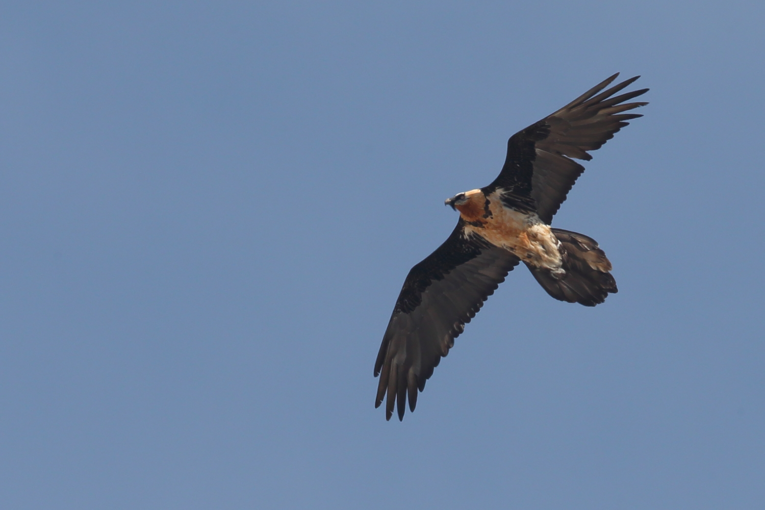 Bearded Vulture 02/06/2016