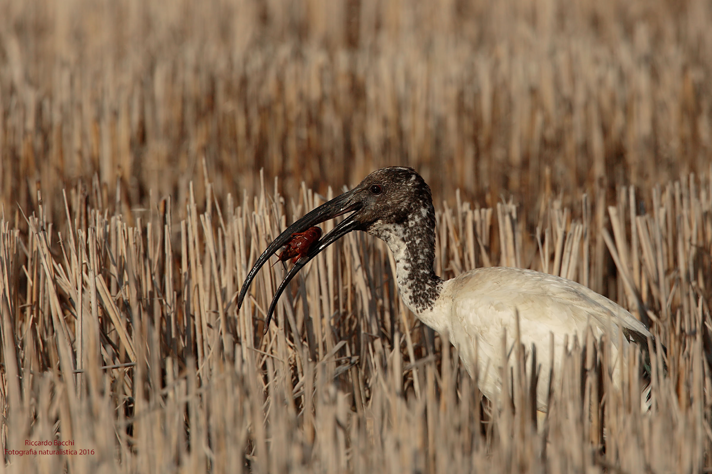 Ibis sacro & Gambero della Luisiana & Riso