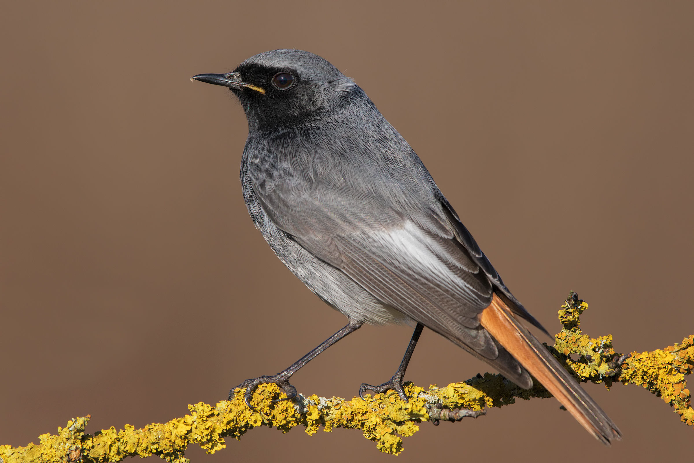 Codirosso spazzacamino
