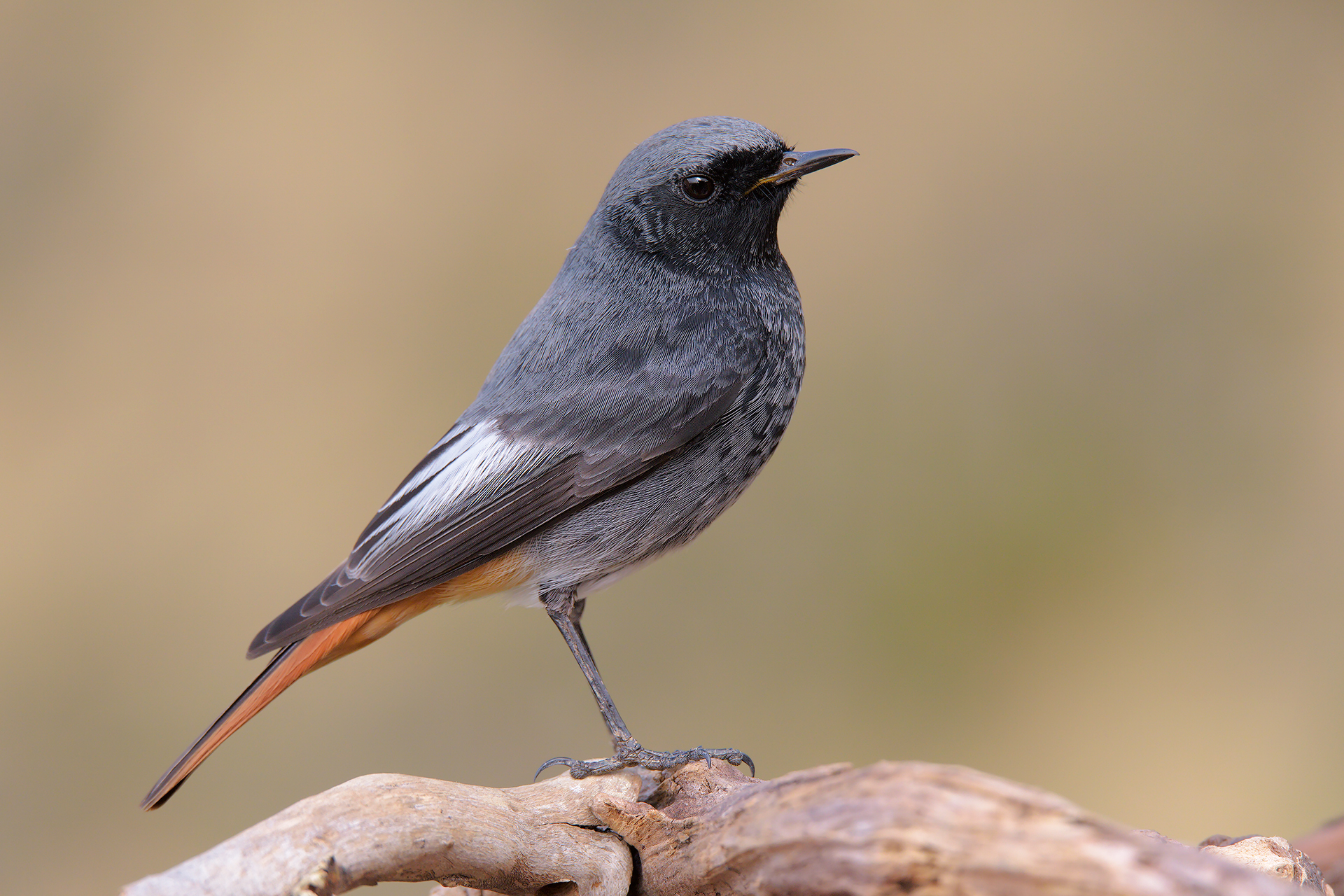 Black Redstart male