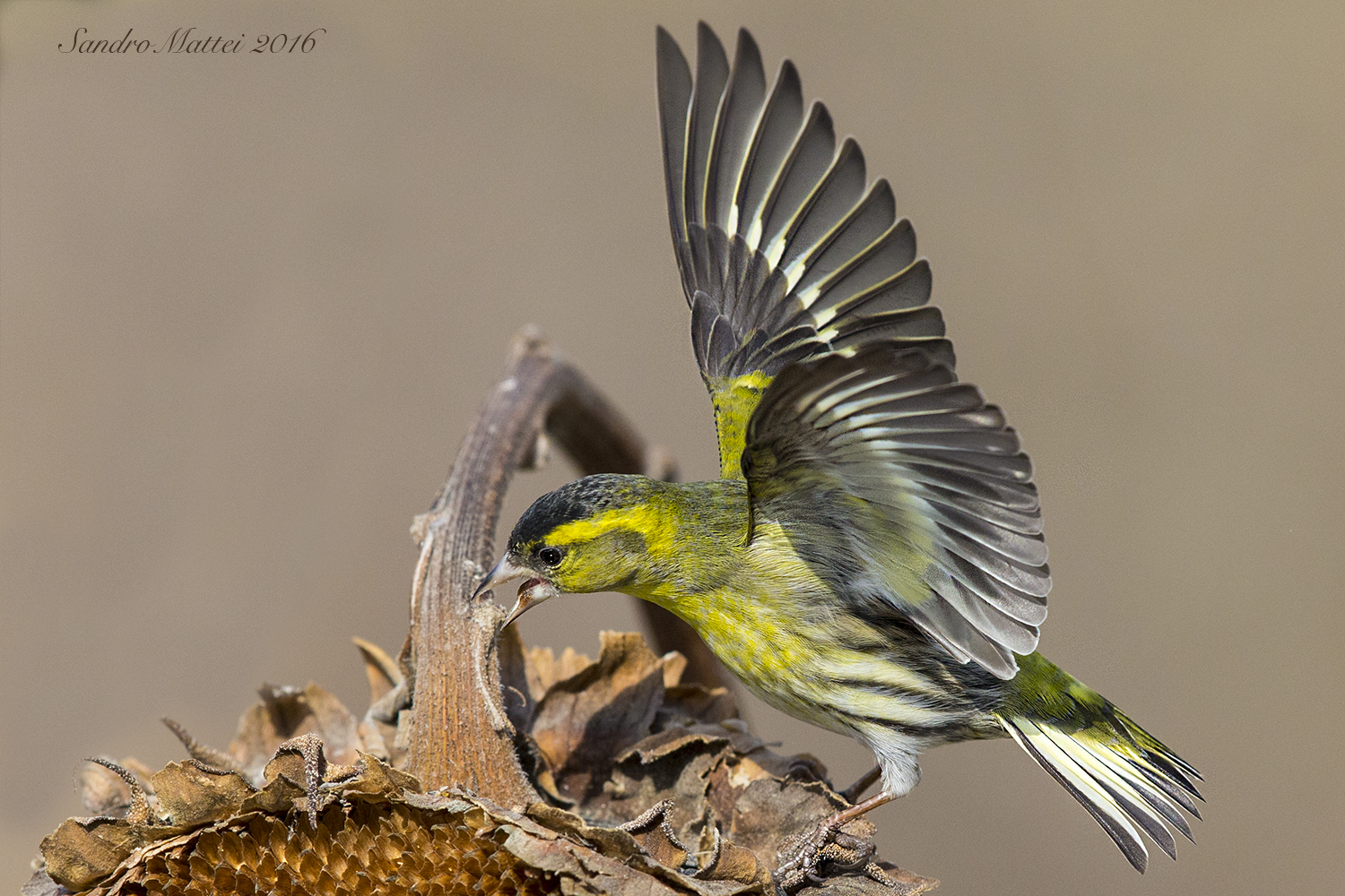 Siskin