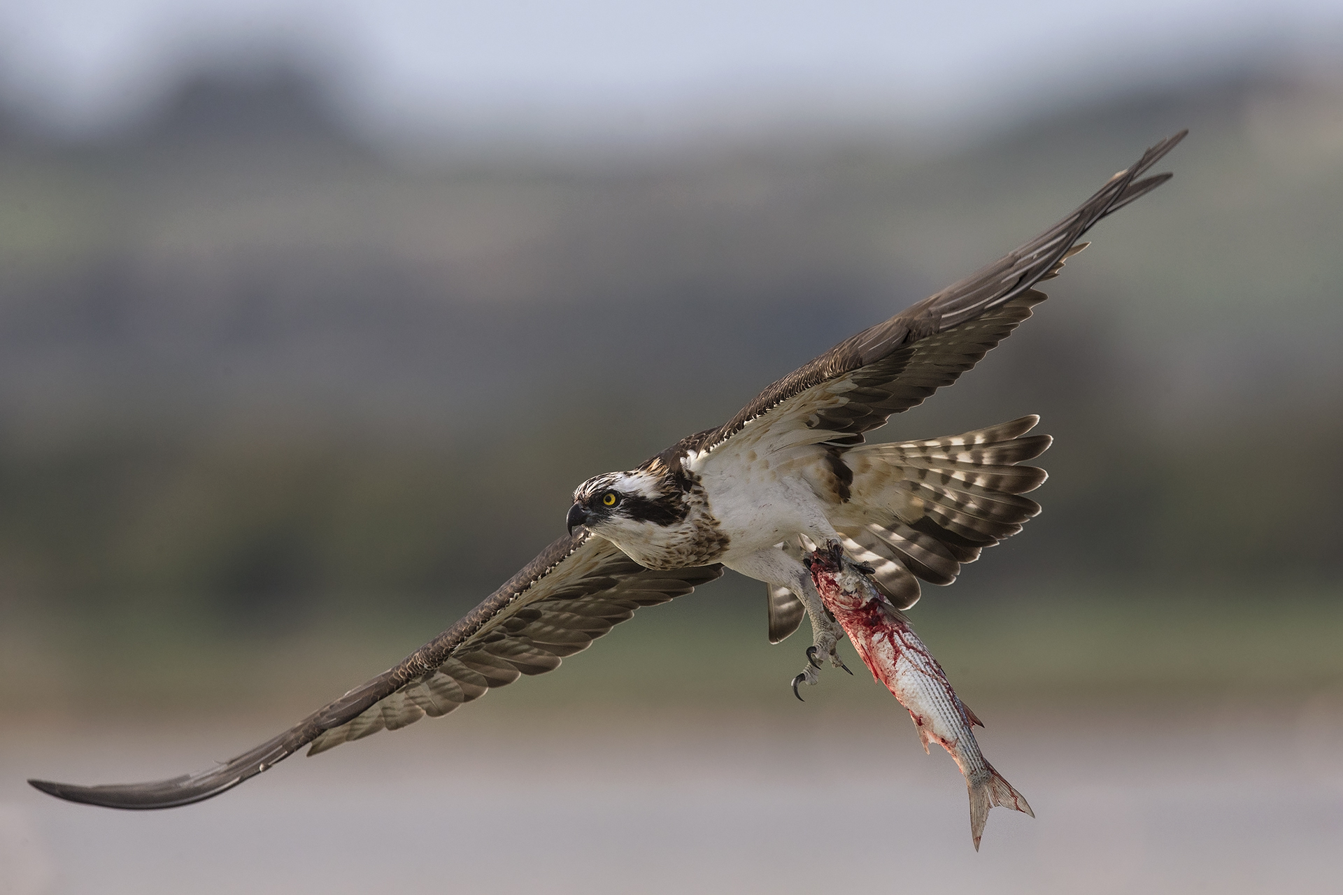 Osprey in flight !