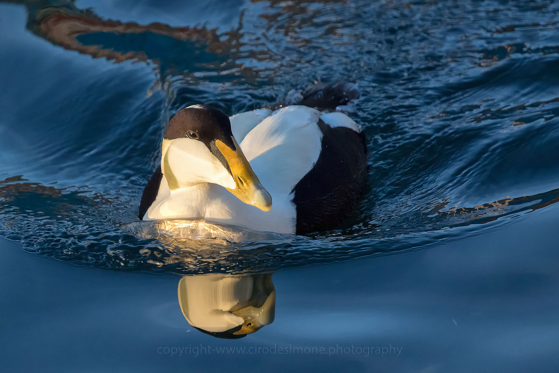 Un Edredone alle pendici del Vesuvio