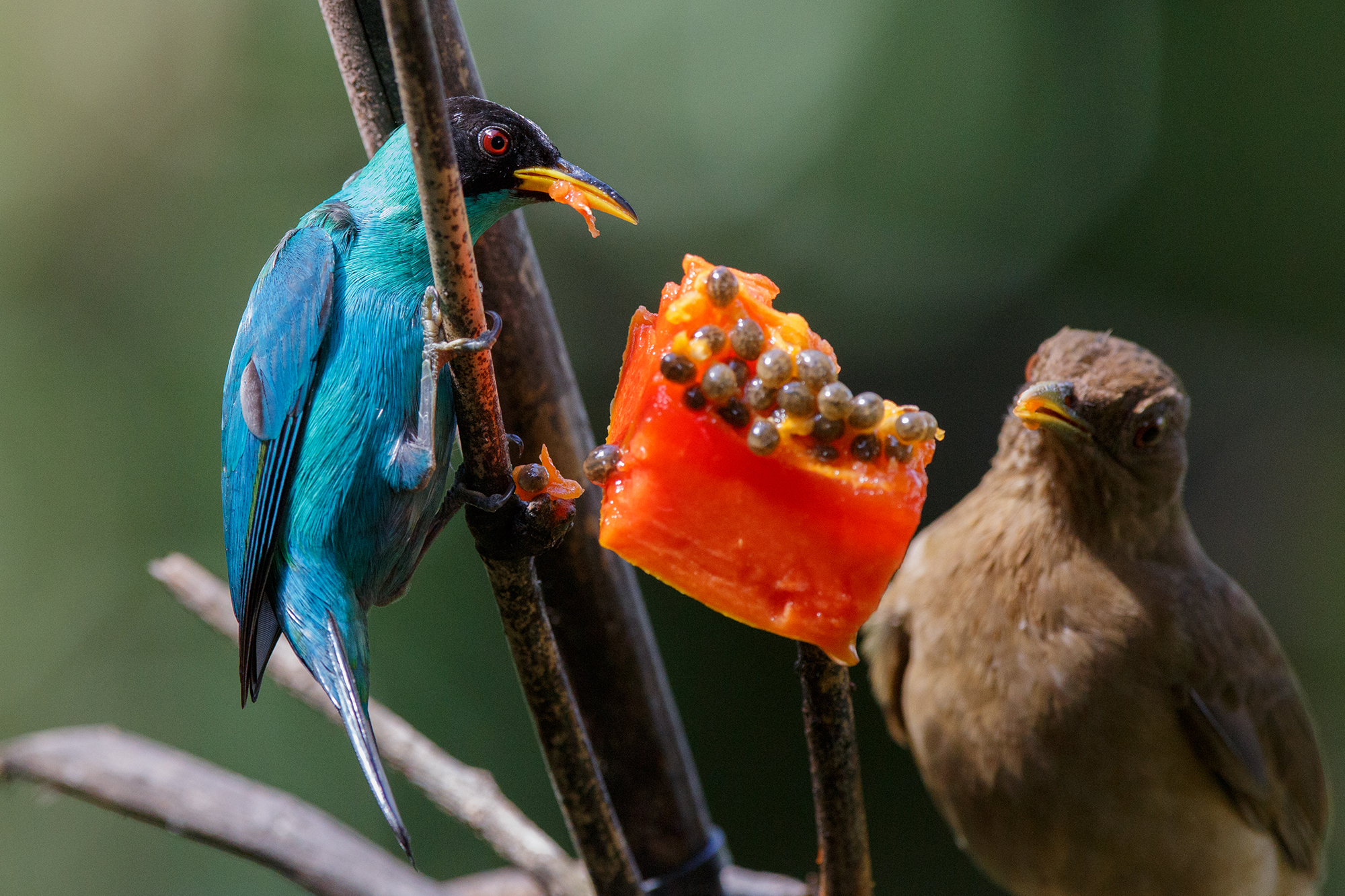 Green Honeycreeper