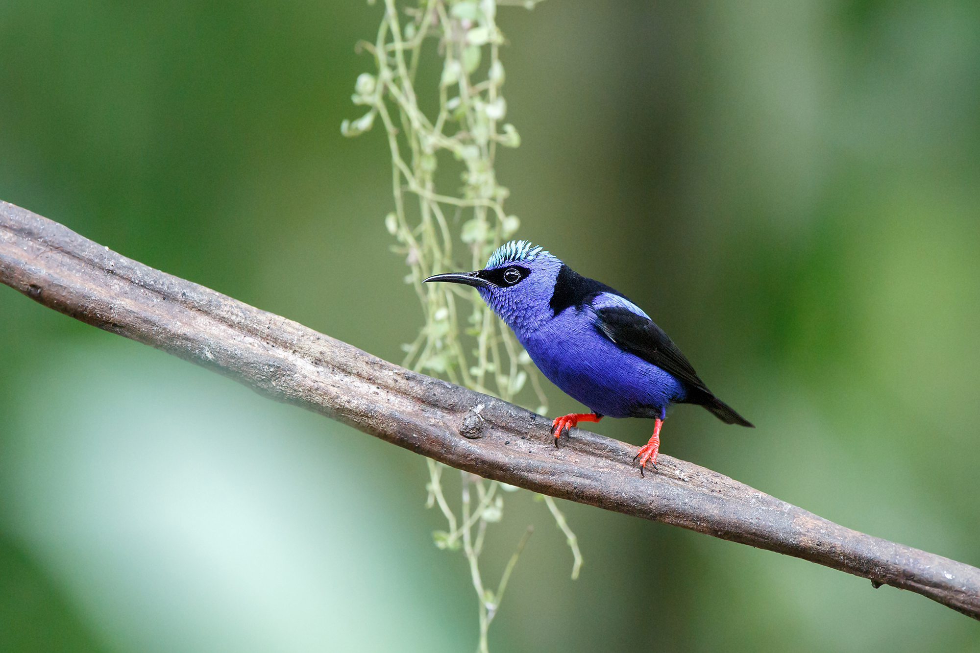 Blue Dacnis
