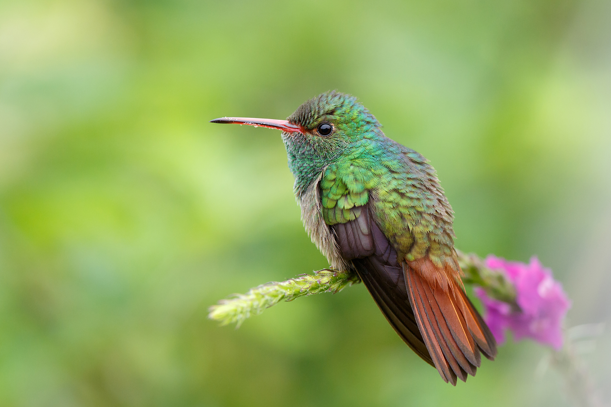 Rufous-tailed hummingbird