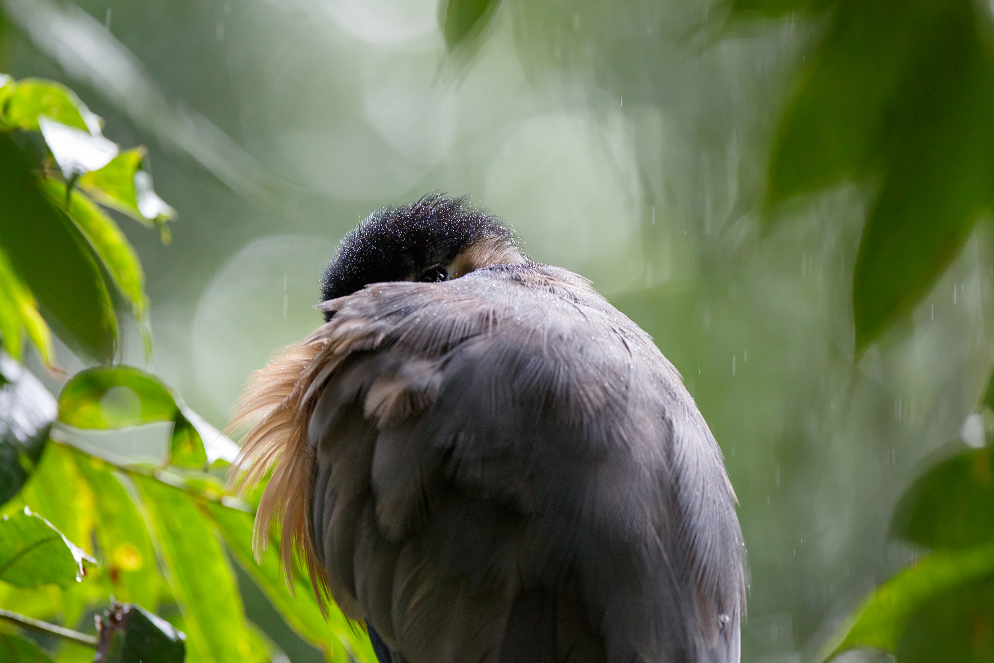 Boat-billed Heron