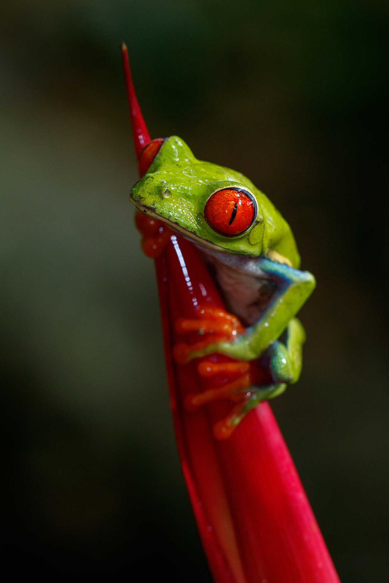 Red eyed tree frog